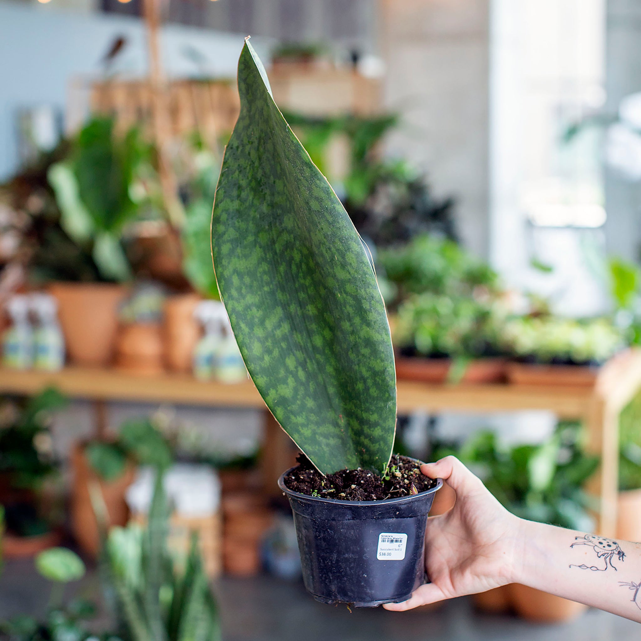 Sansevieria masoniana (Whale Fin)