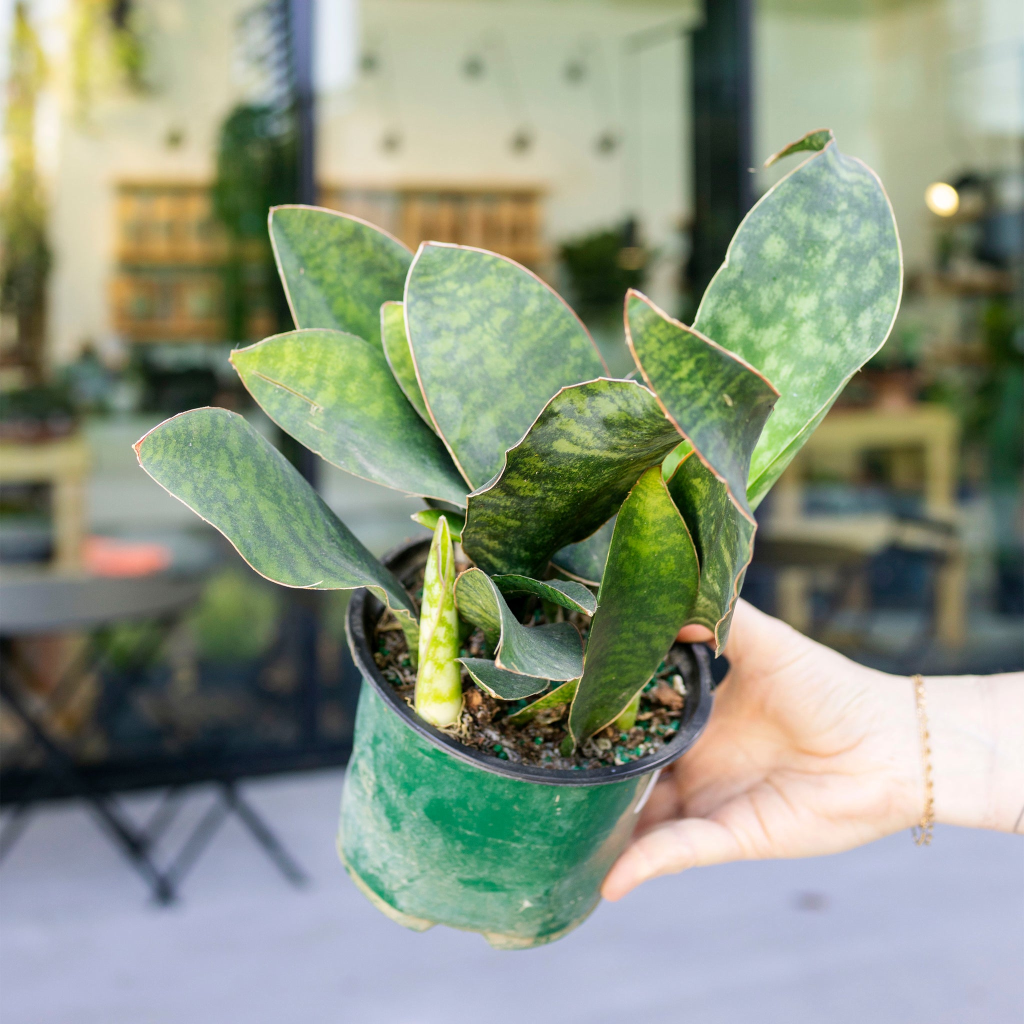 whale fin sansevieria Sansevieria masoniana (Whale Fin) – The Victorian Atlanta