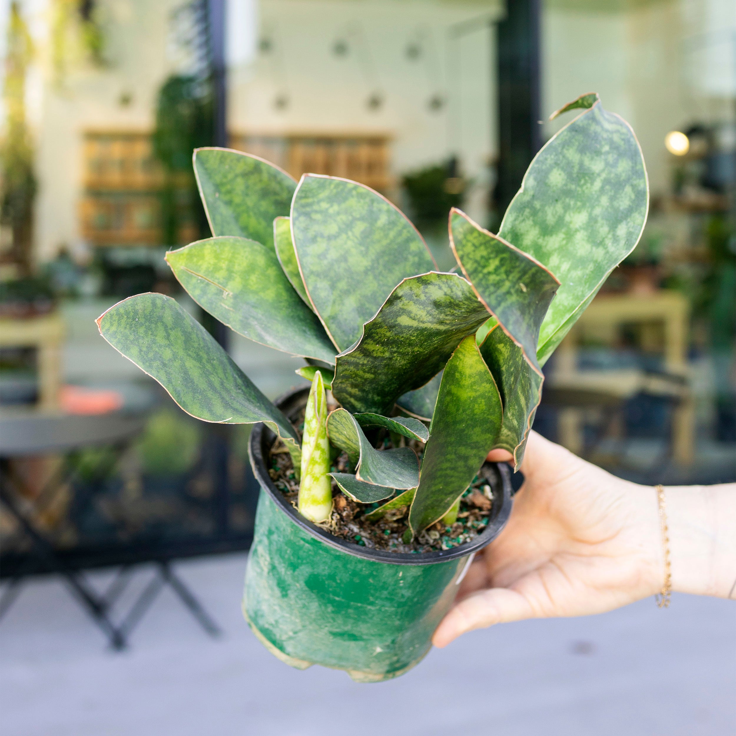 Sansevieria masoniana (Whale Fin) – The Victorian Atlanta