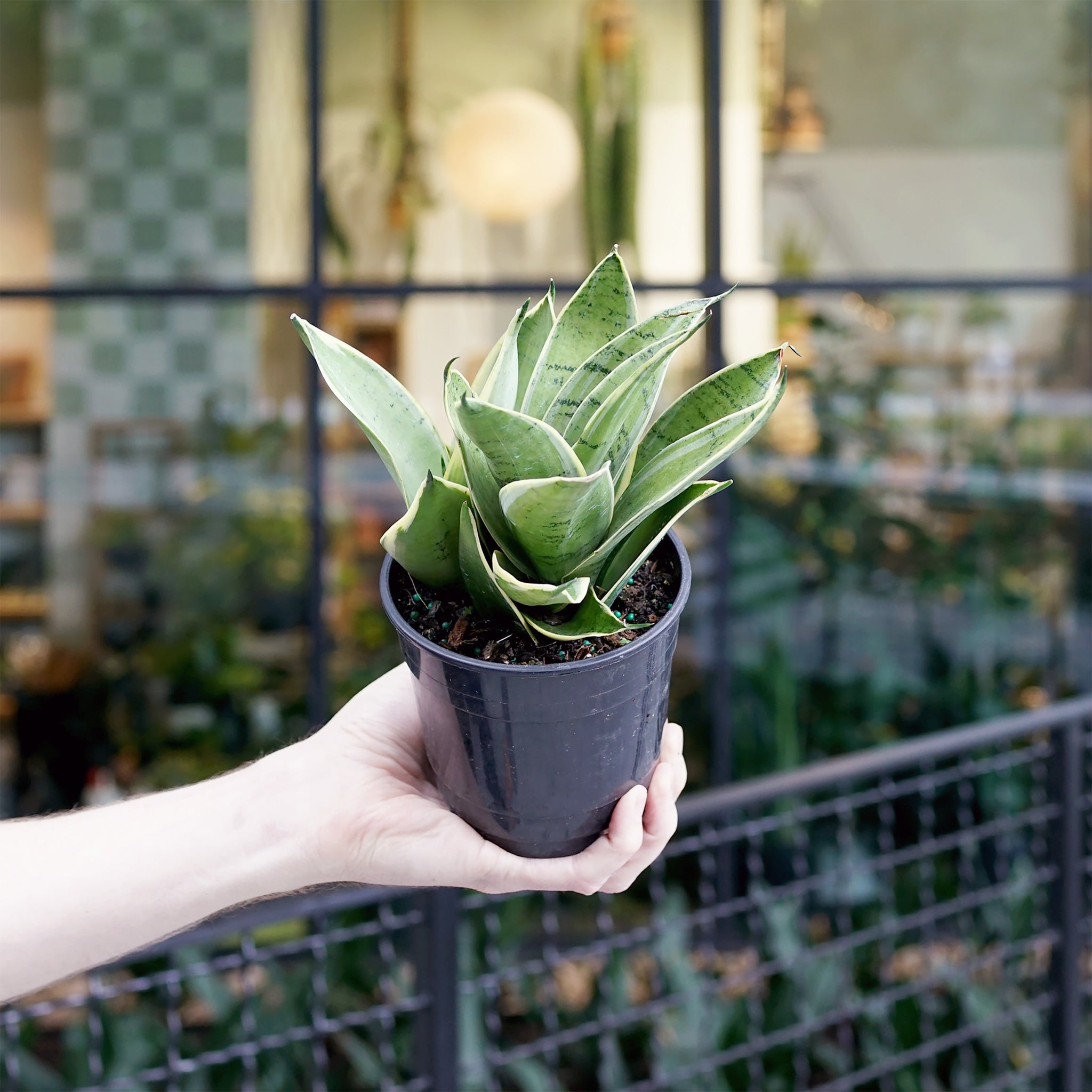 Sansevieria 'Night Owl'