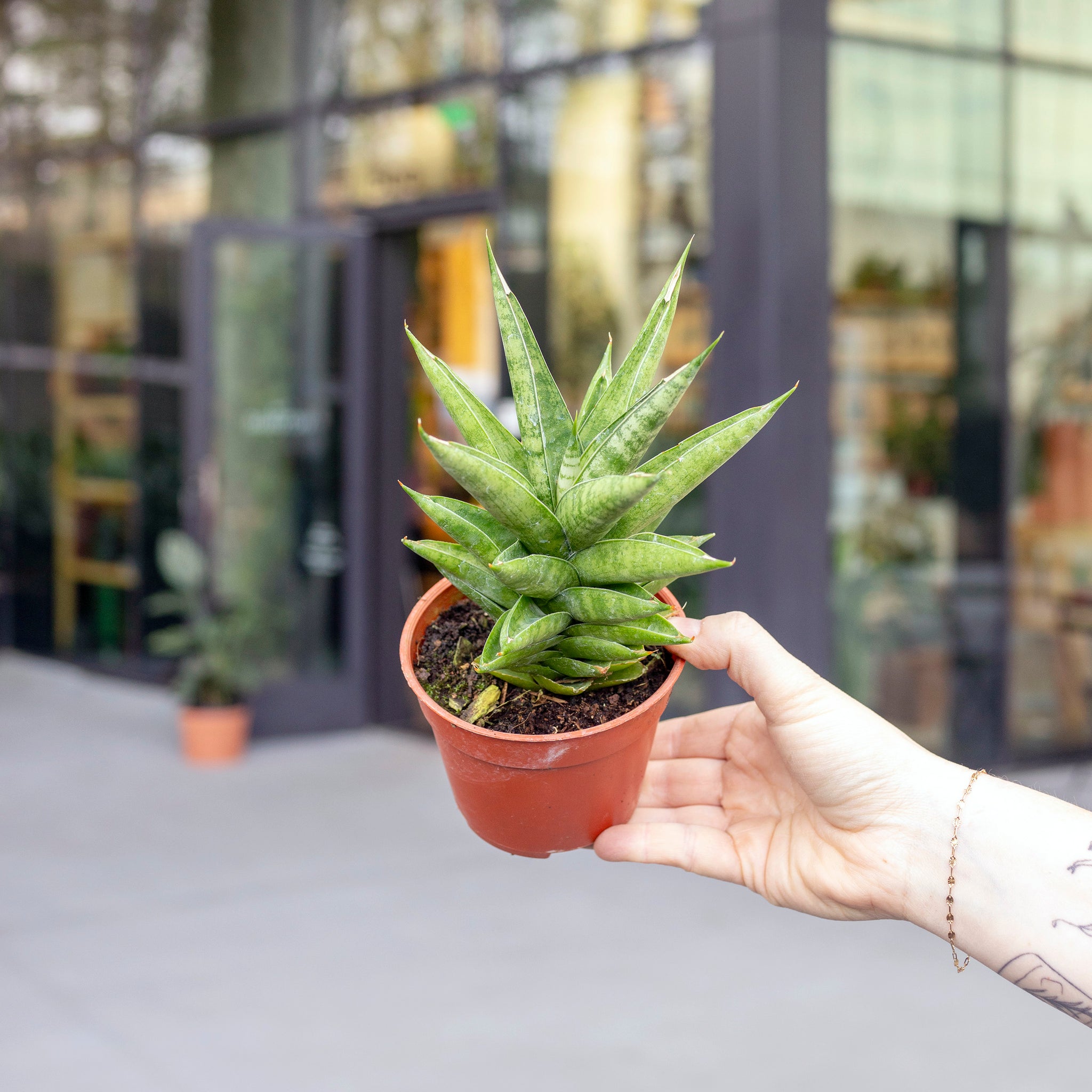 Sansevieria 'Pagoda Green' – The Victorian Atlanta