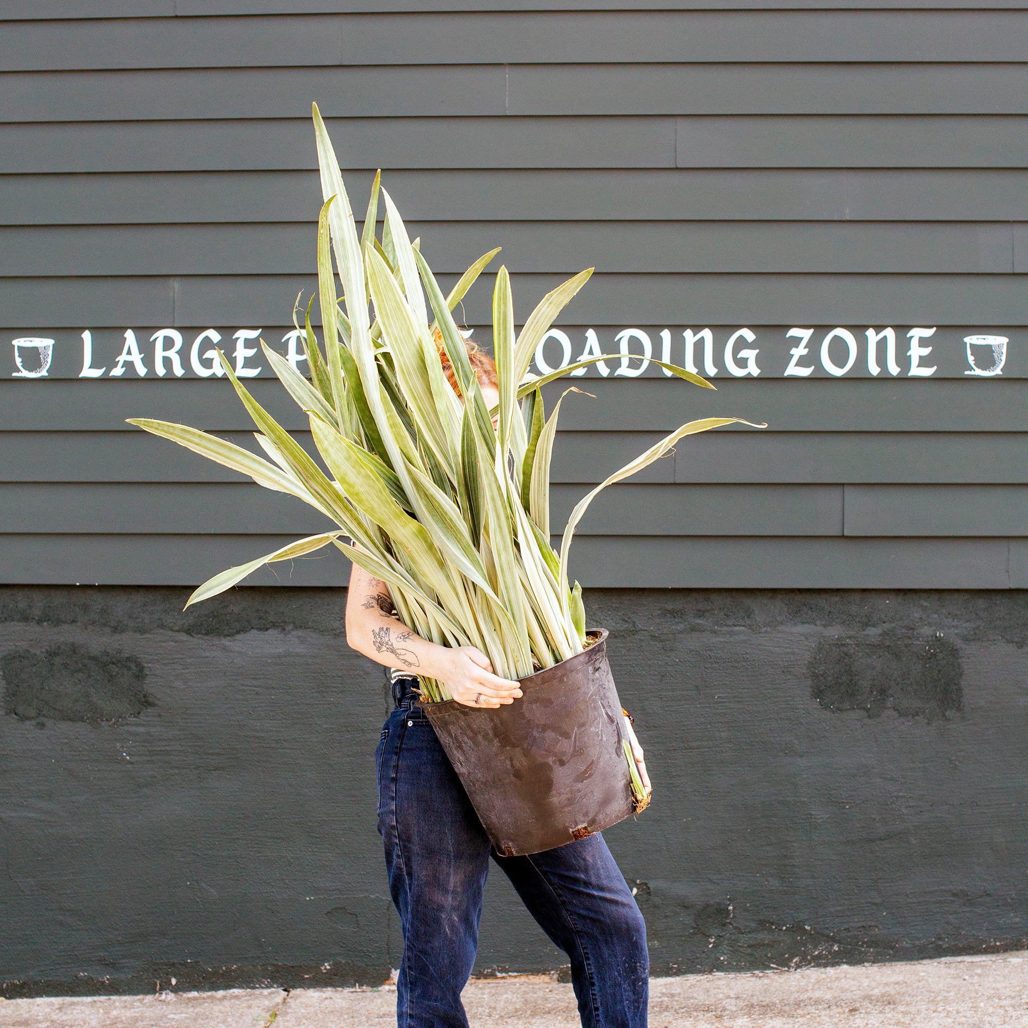 sayuri sansevieria Sansevieria sayuri – The Victorian Atlanta