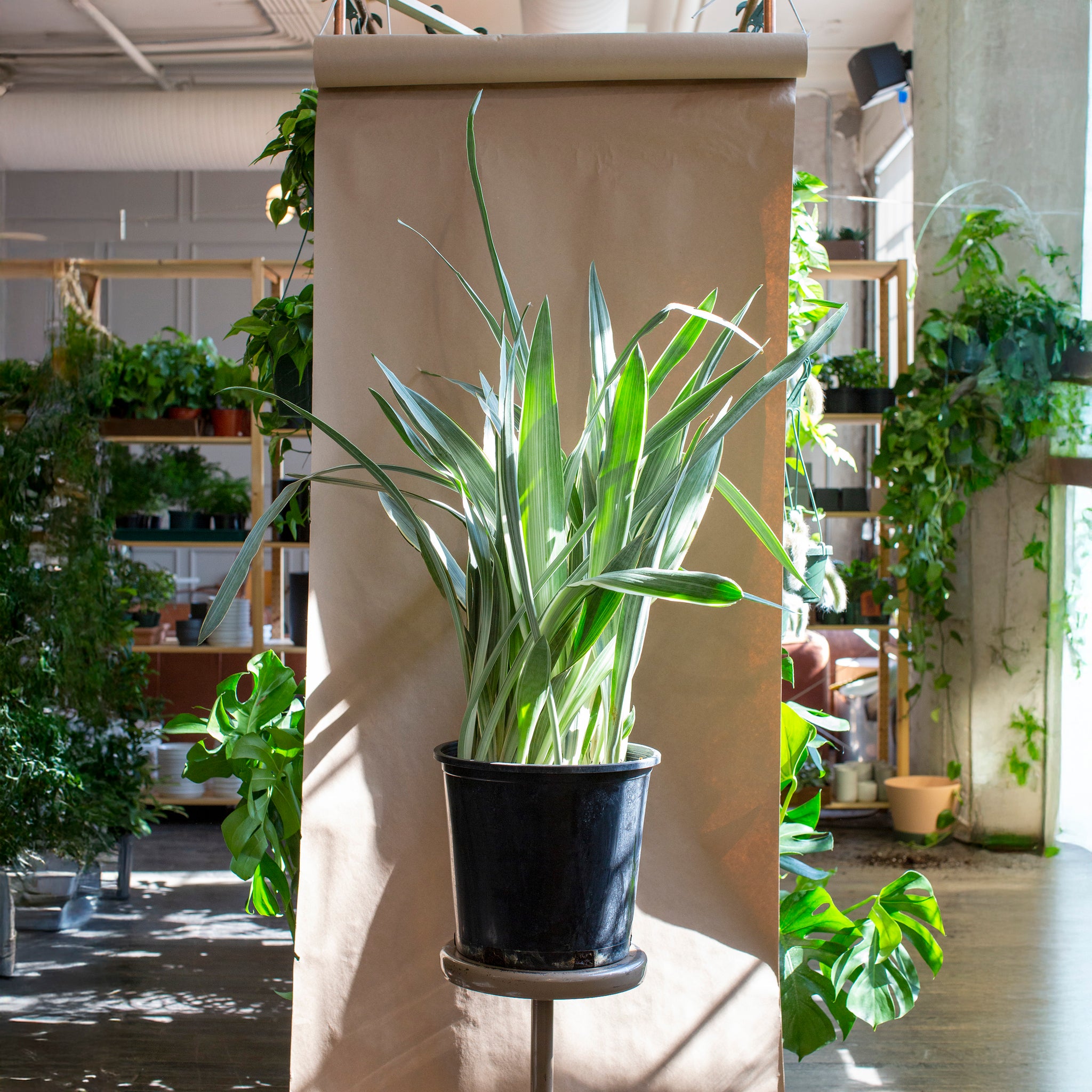 Sansevieria sayuri