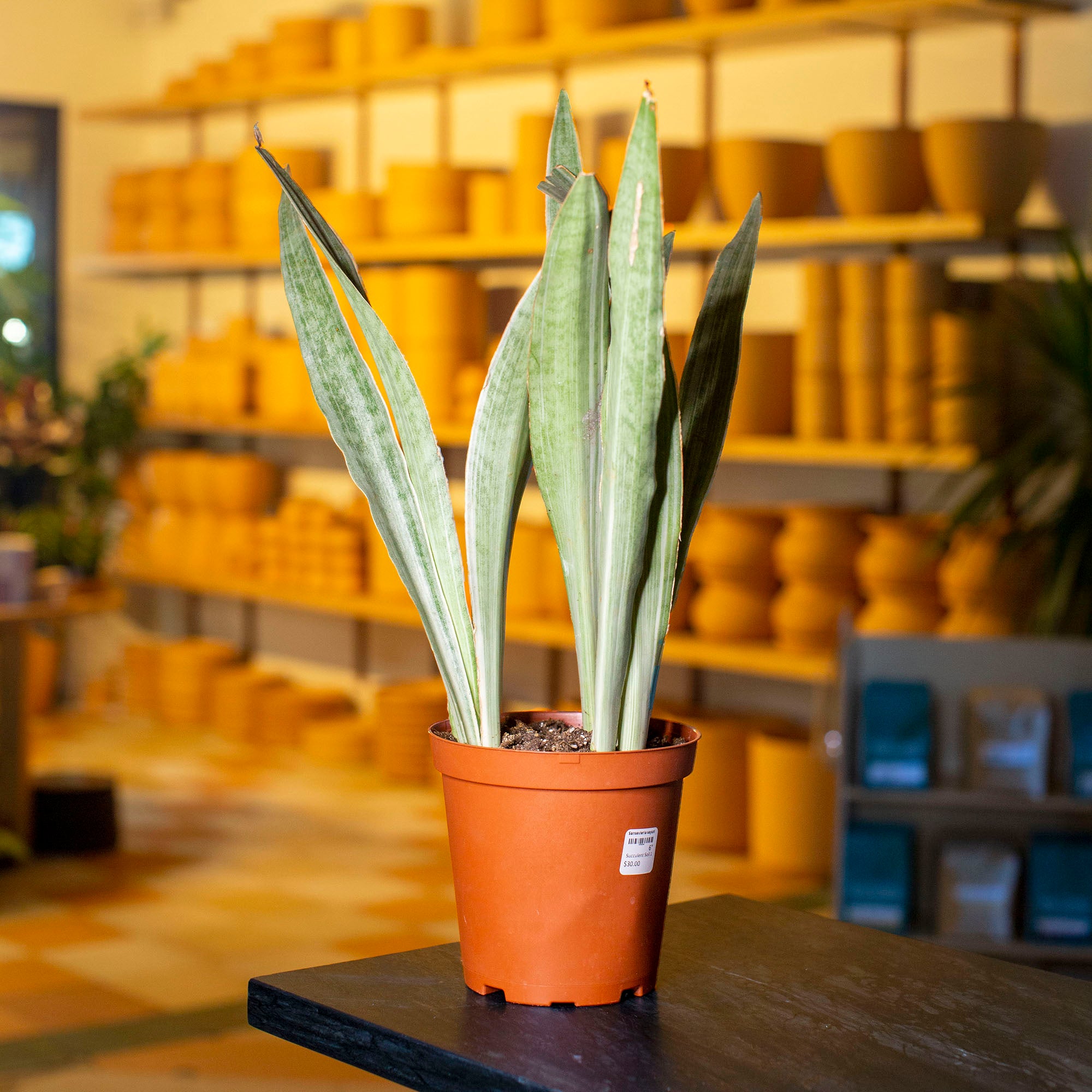 sayuri sansevieria Sansevieria sayuri – The Victorian Atlanta
