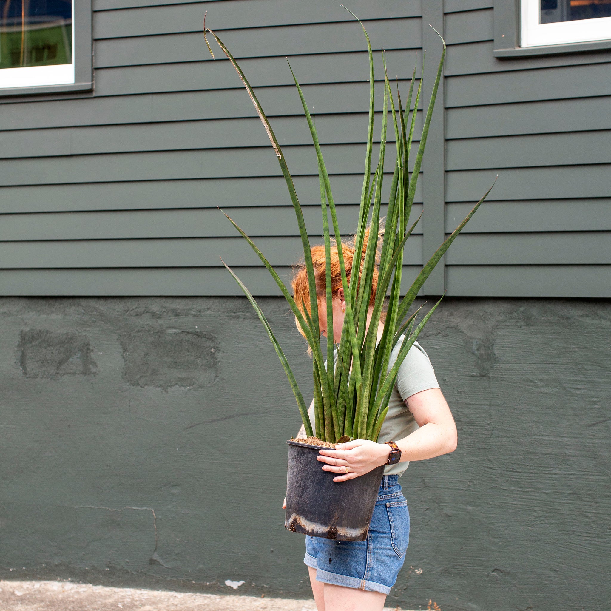 Sansevieria stuckyi