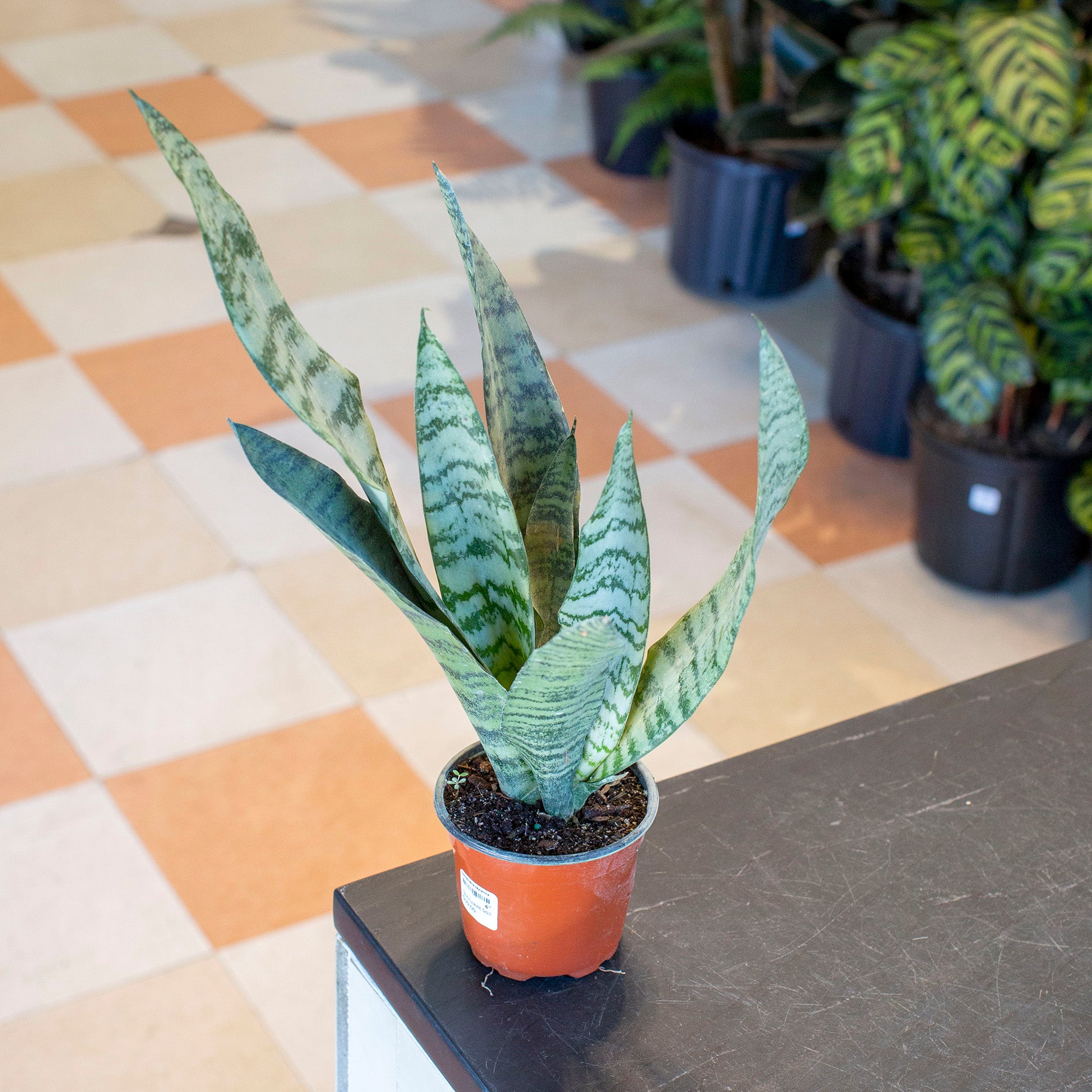Sansevieria zeylanica