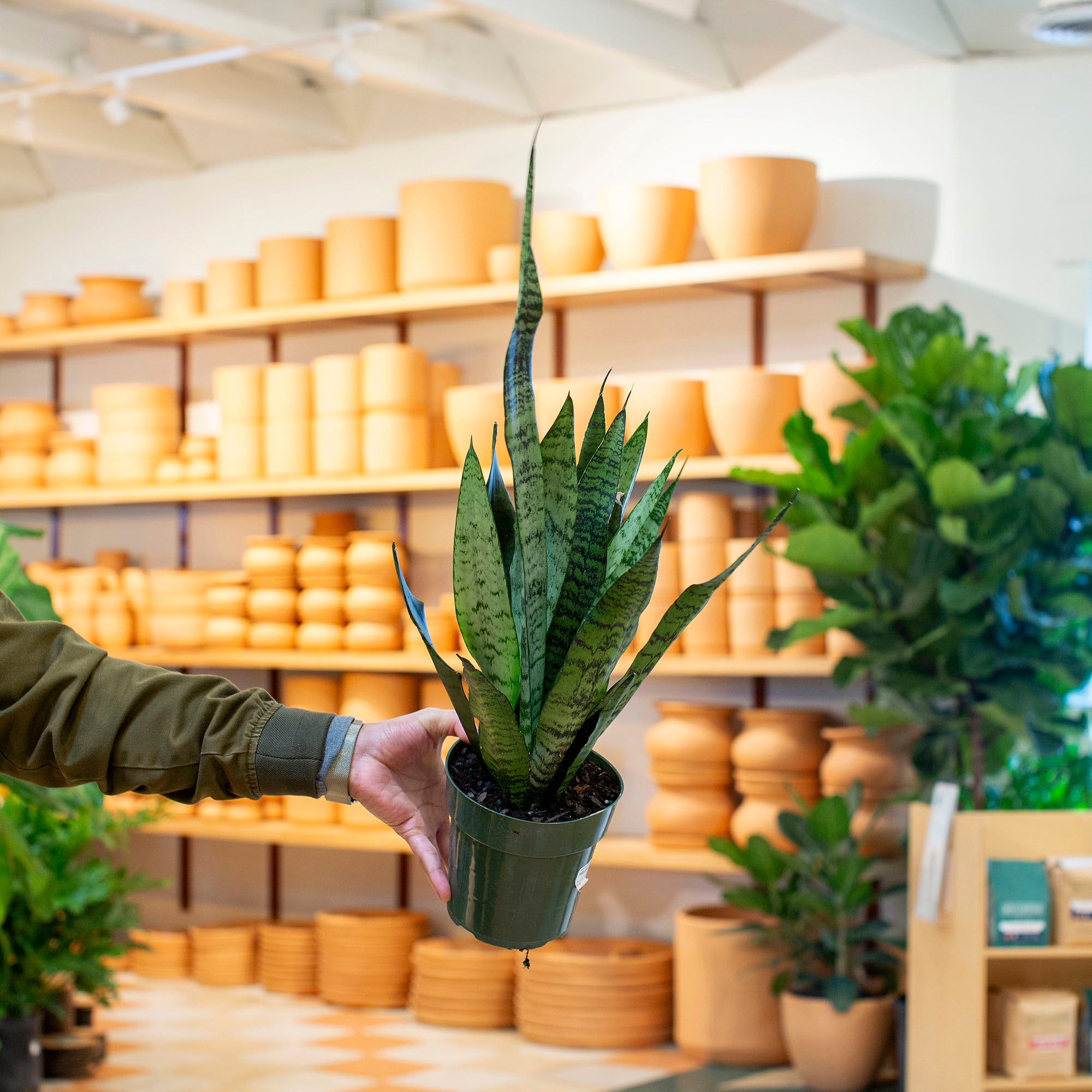 sansevieria seattle Sansevieria zeylanica – The Victorian Atlanta