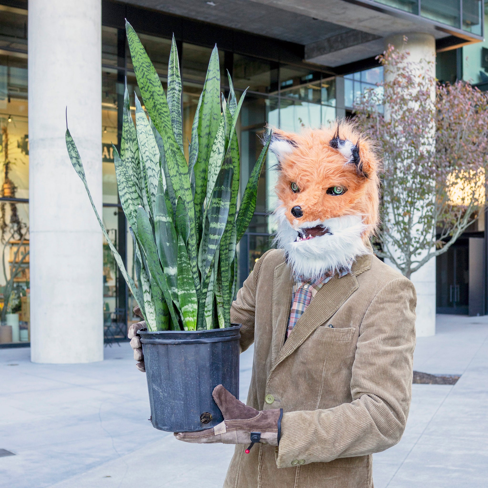 Sansevieria zeylanica