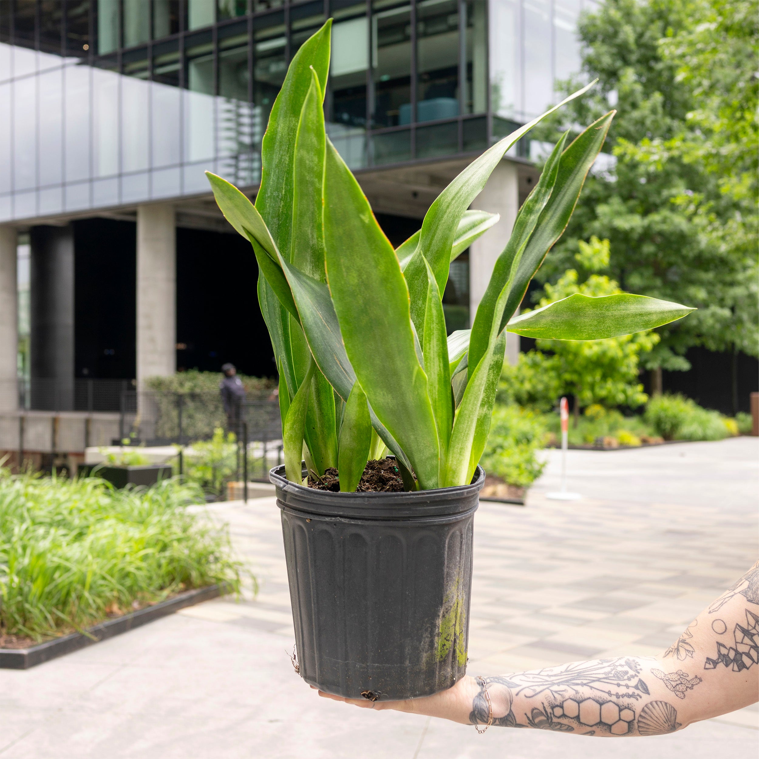 sansevieria bg regale Sansevieria zeylanica – The Victorian Atlanta