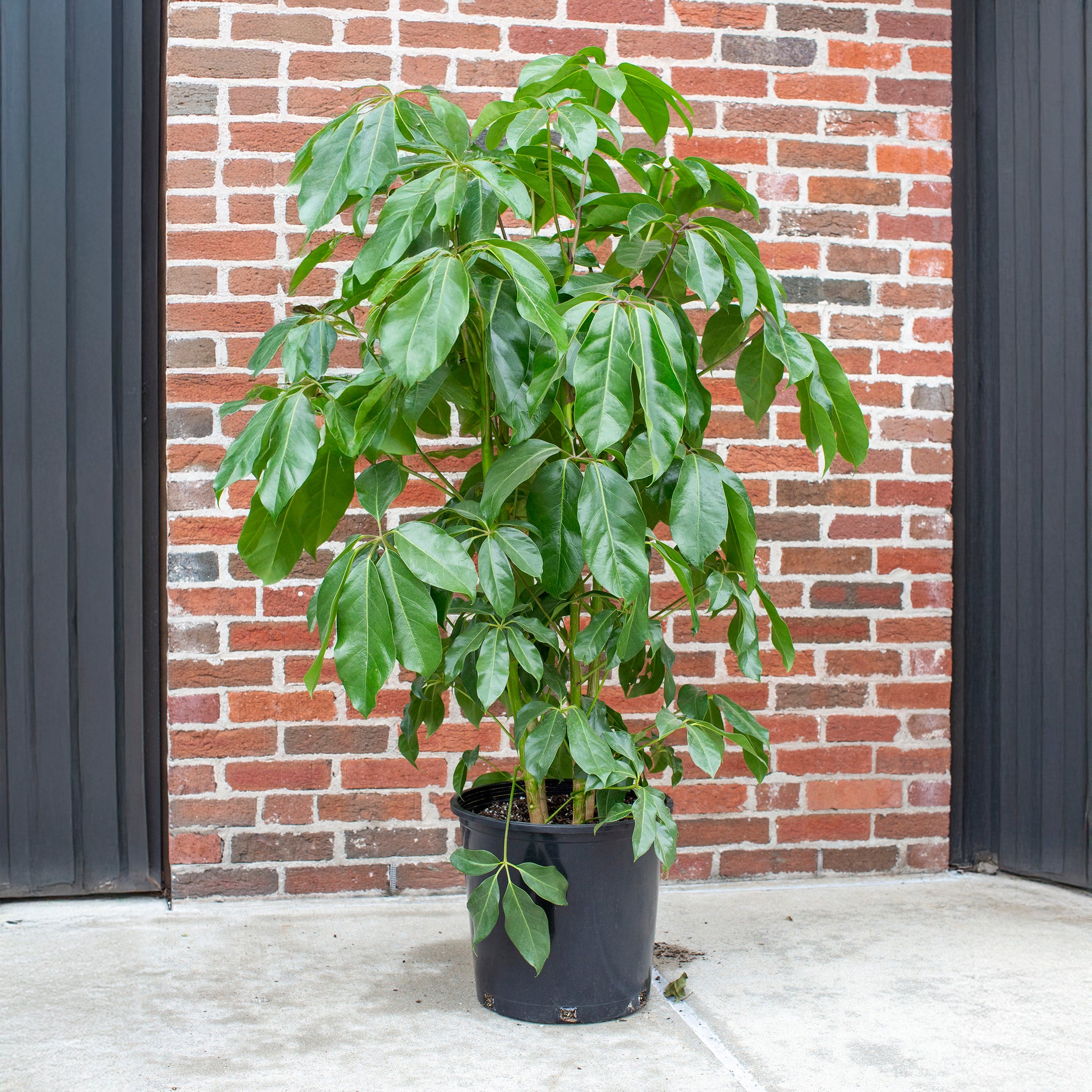 Schefflera actinophylla 'Amate'