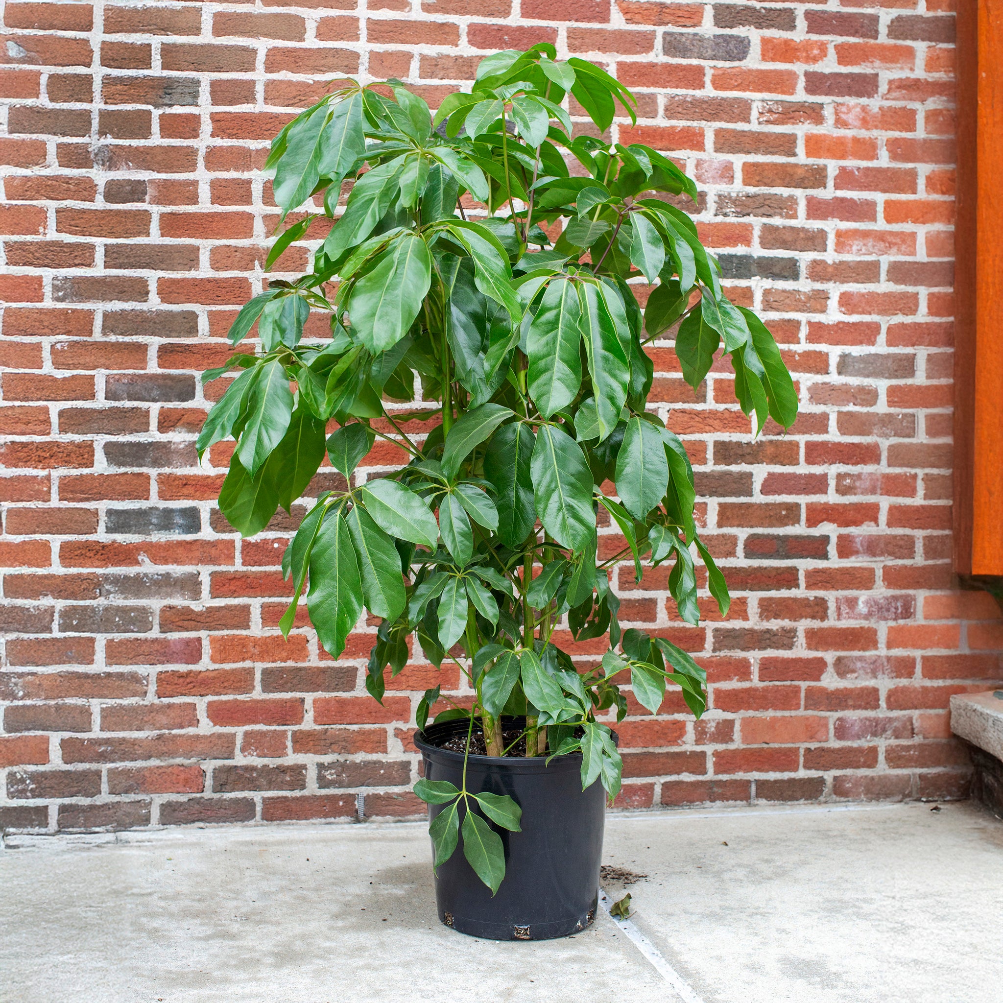 Schefflera actinophylla 'Amate'