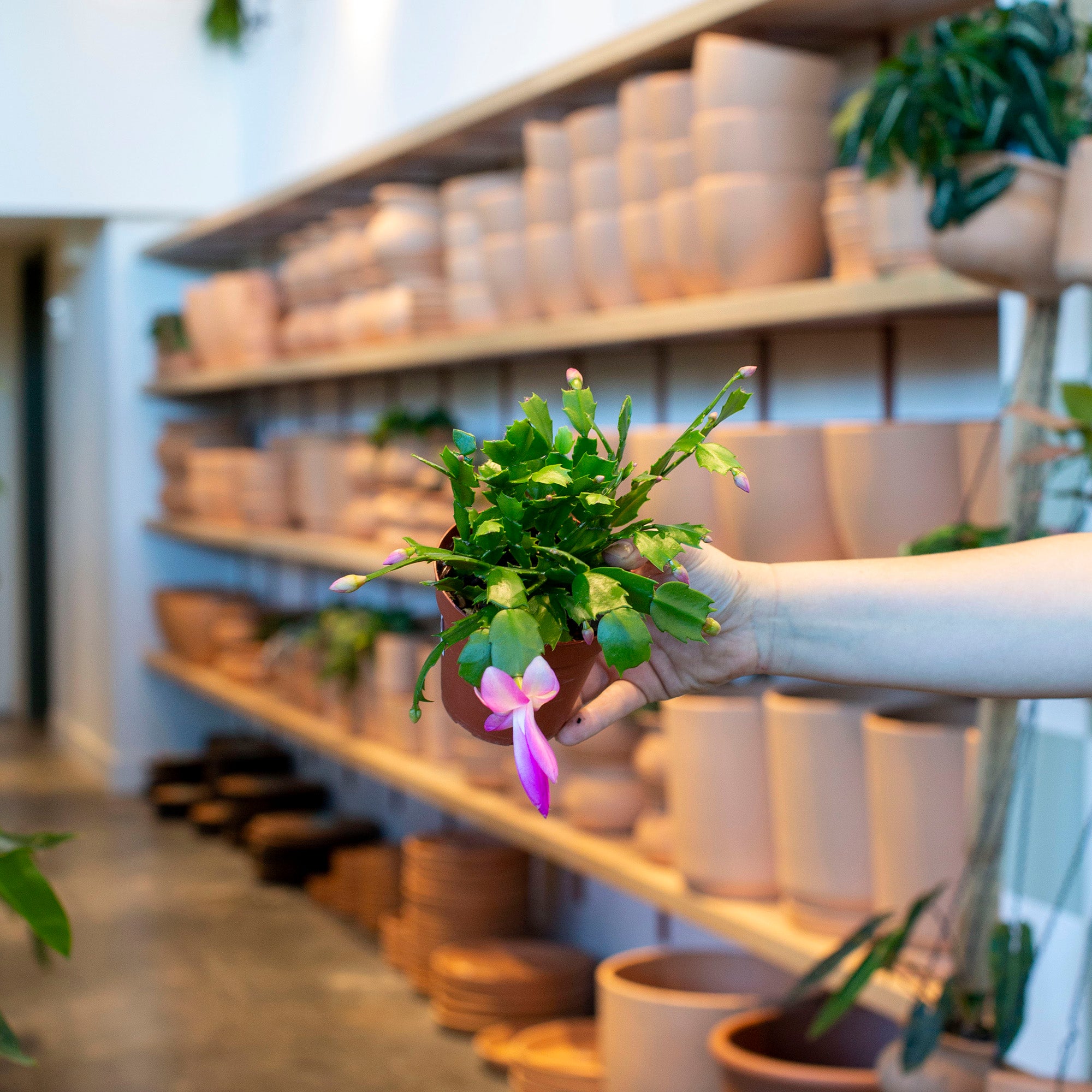 Schlumbergera truncata 'Thanksgiving Cactus'