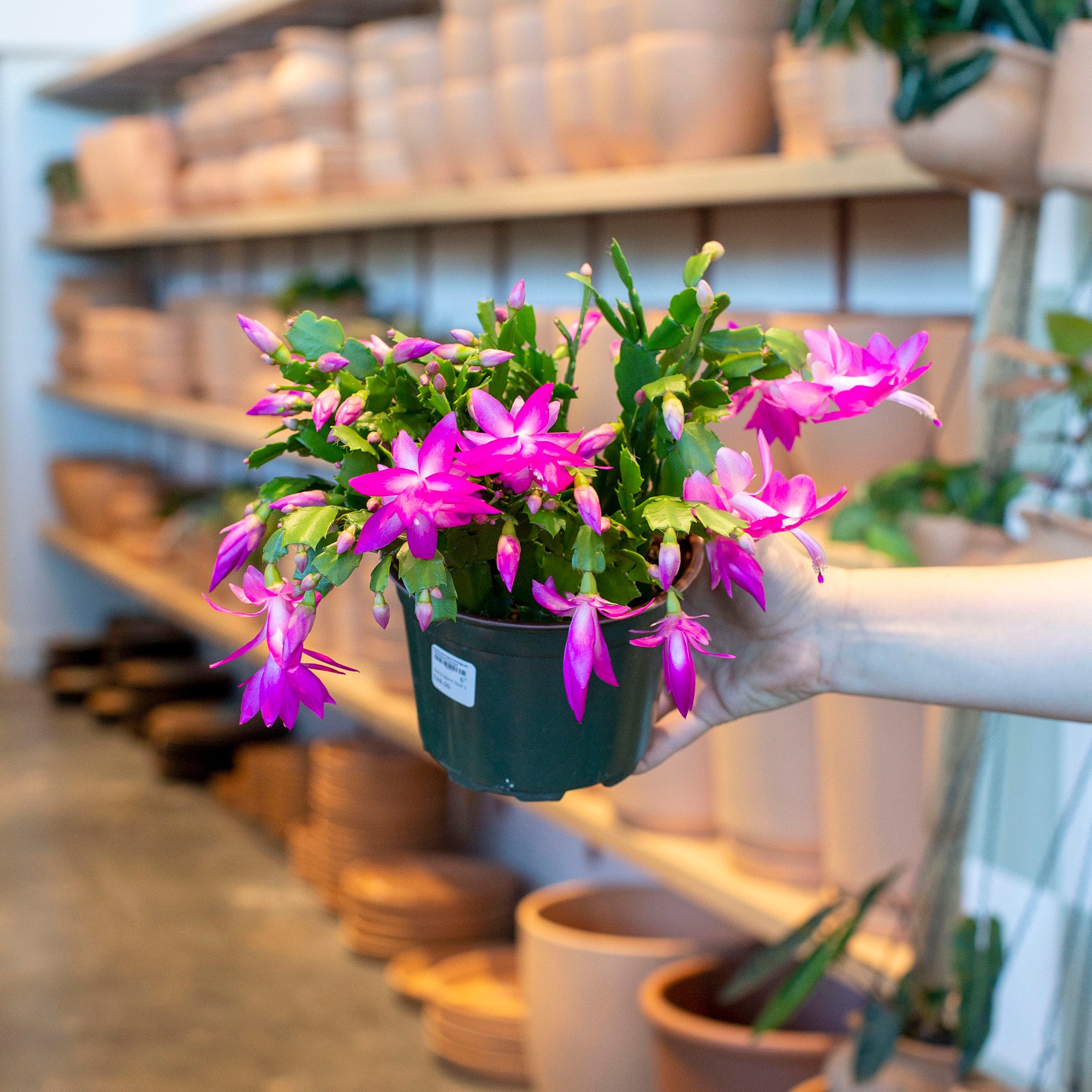 Schlumbergera truncata 'Thanksgiving Cactus'