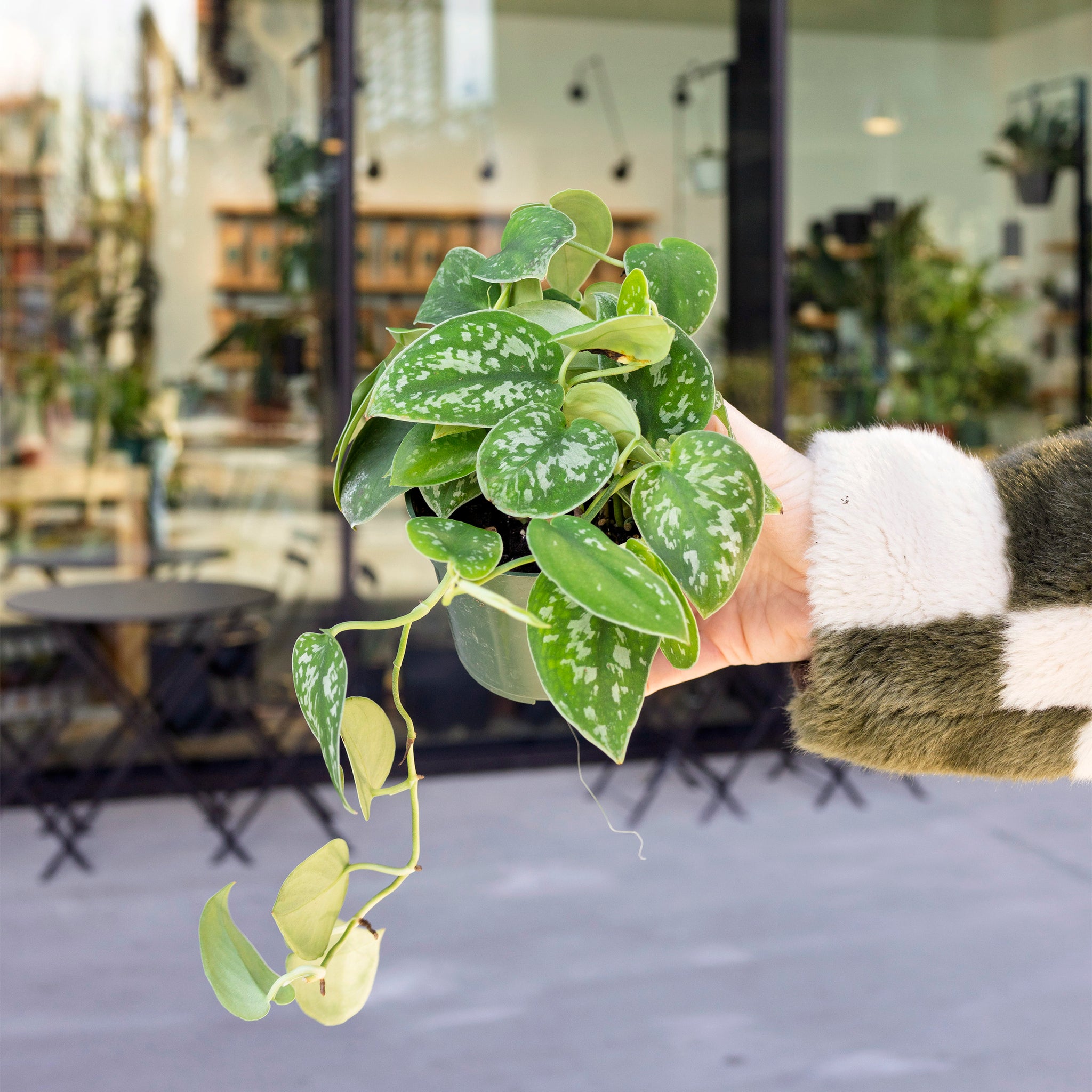 argyraeus pothos care Scindapsus pictus 'Argyraeus' – The Victorian Atlanta