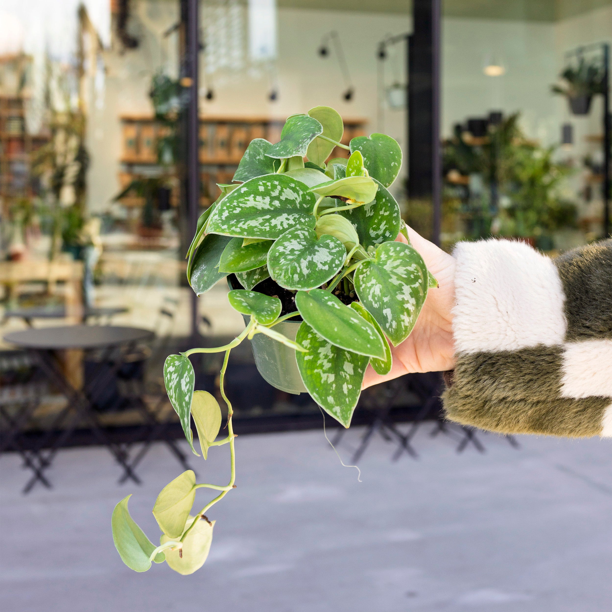 Scindapsus pictus 'Argyraeus' – The Victorian Atlanta