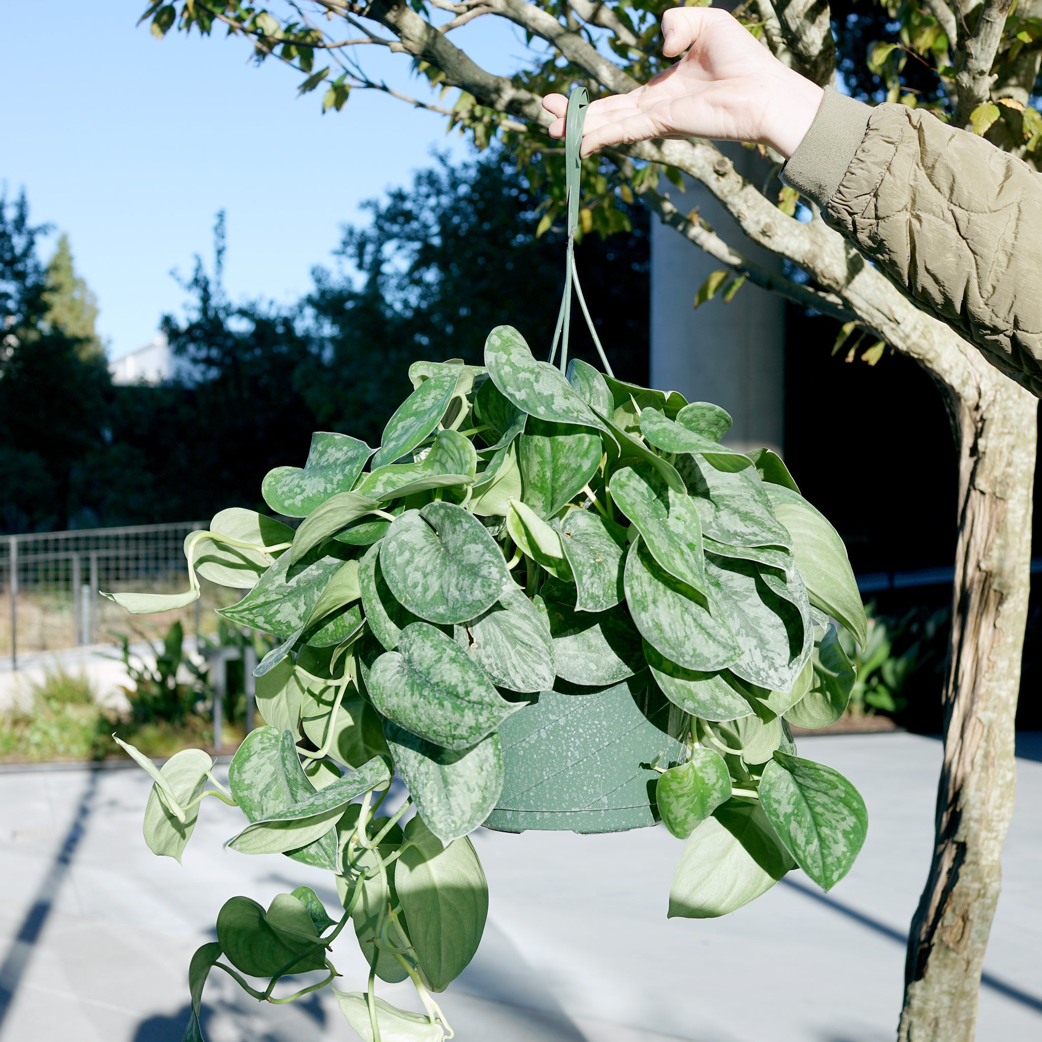 Scindapsus pictus 'Silver Satin'