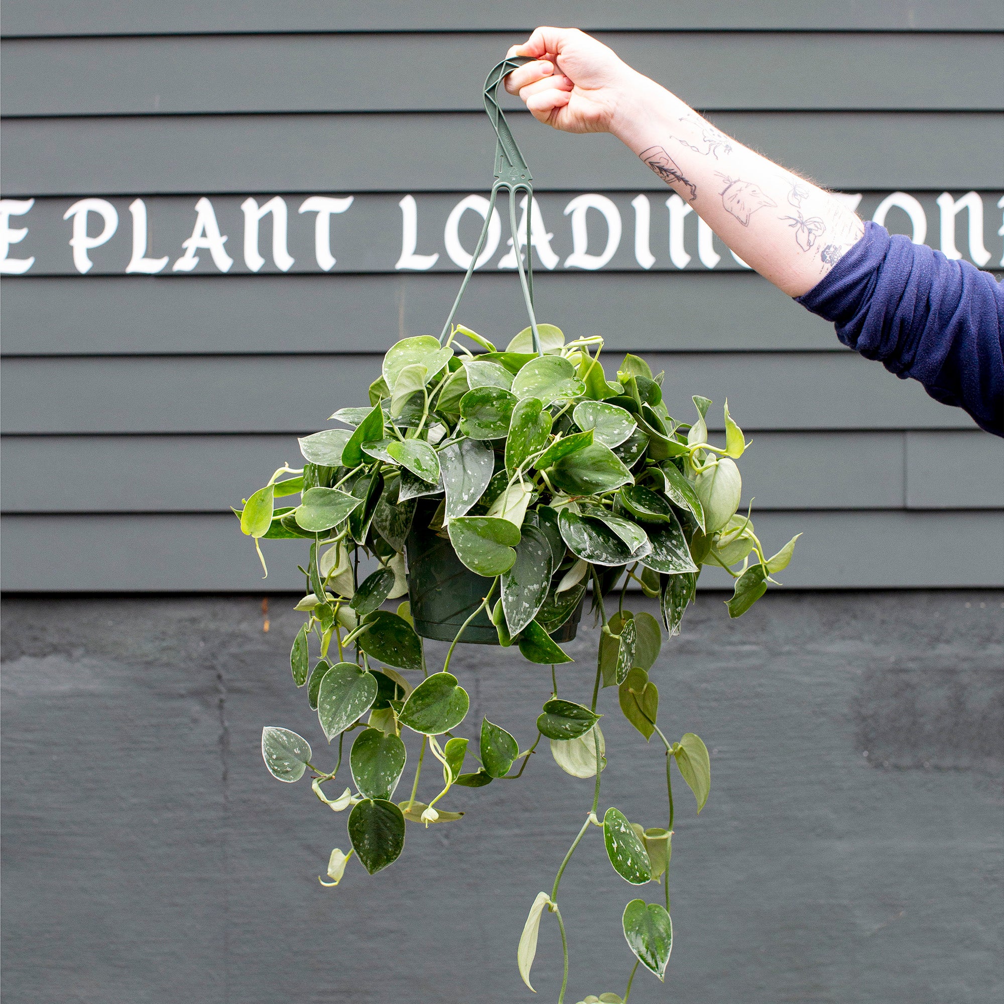 pothos argyraeus Scindapsus pictus 'Argyraeus' – The Victorian Atlanta