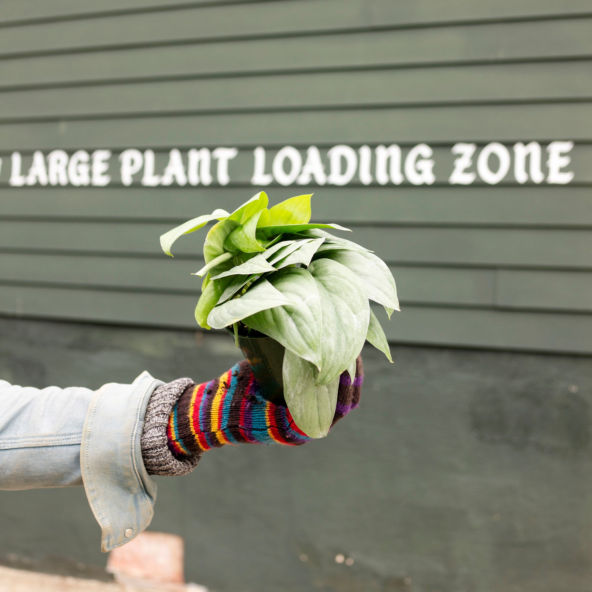 Scindapsus 'Platinum'