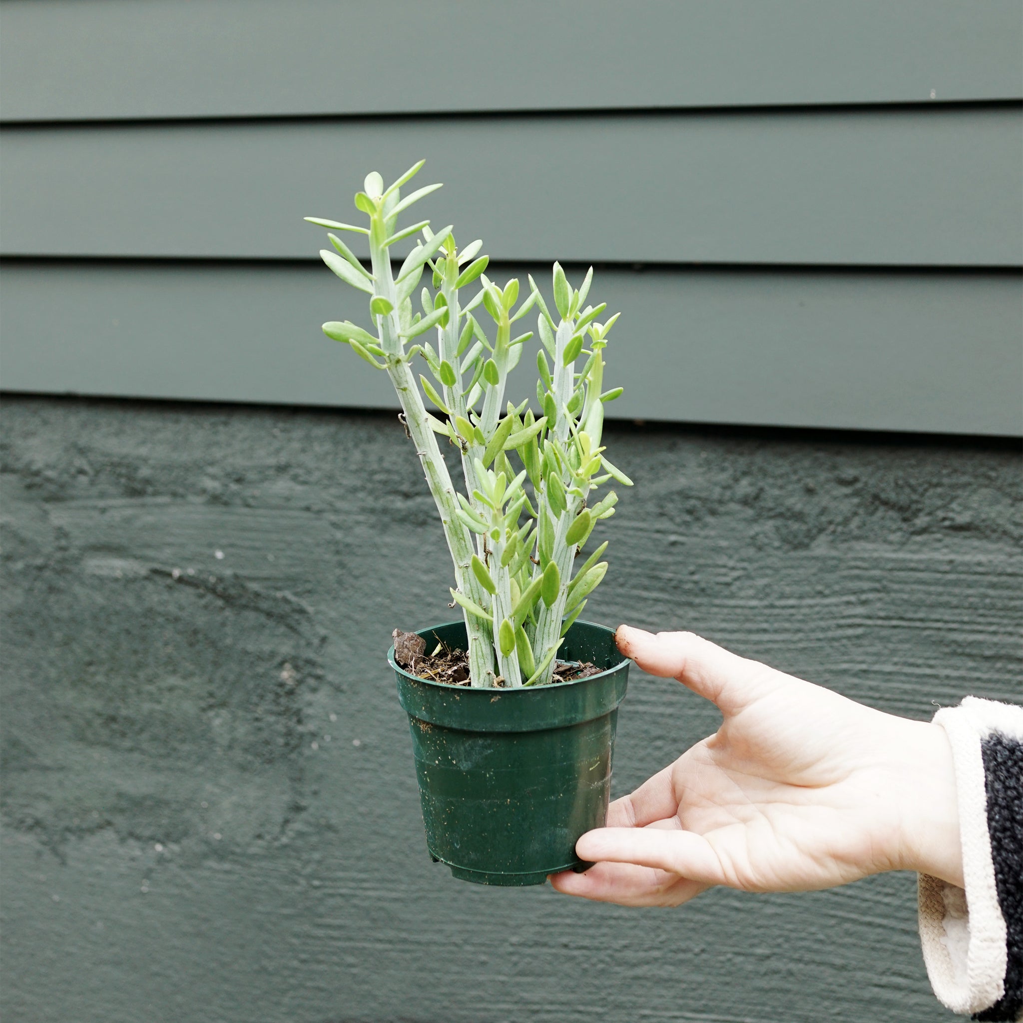 Senecio anteuphorbium (Swizzle Sticks)