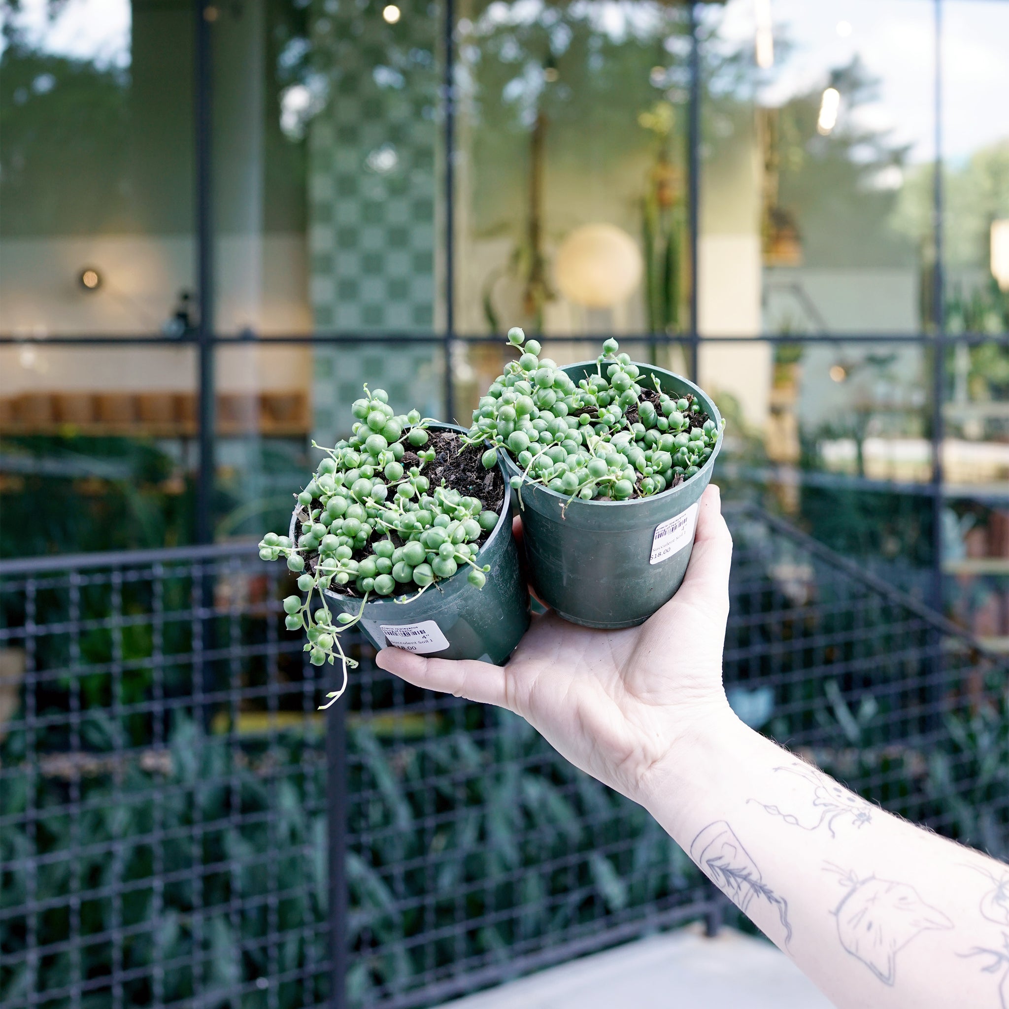 Senecio rowleyanus 'String of Pearls'