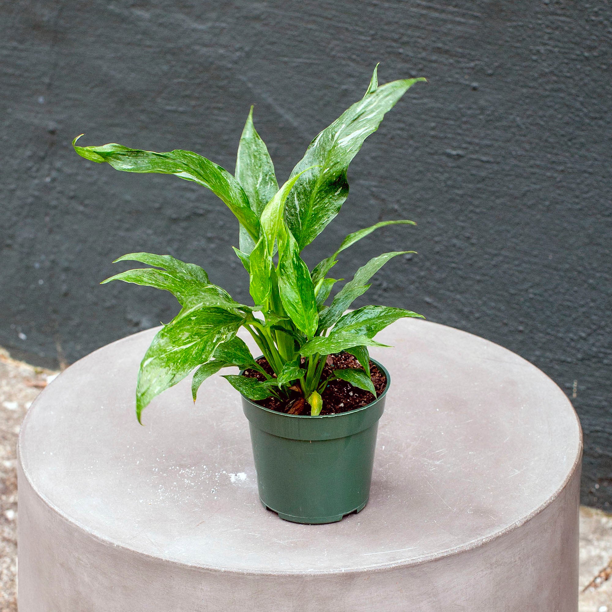 Spathiphyllum 'Domino'