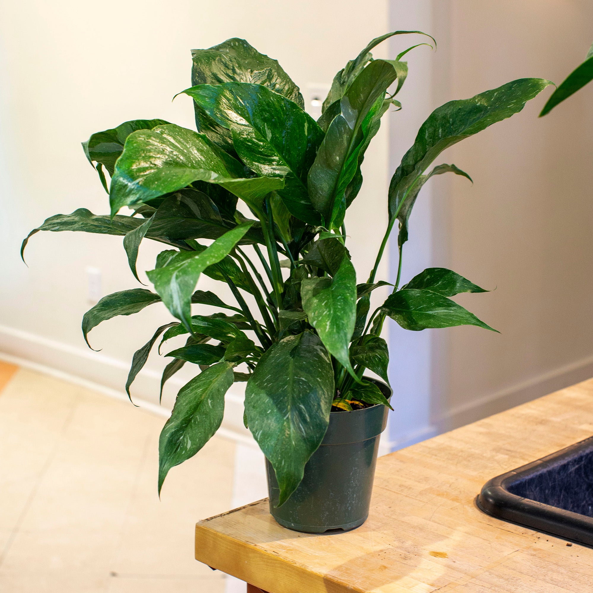 Spathiphyllum 'Domino'