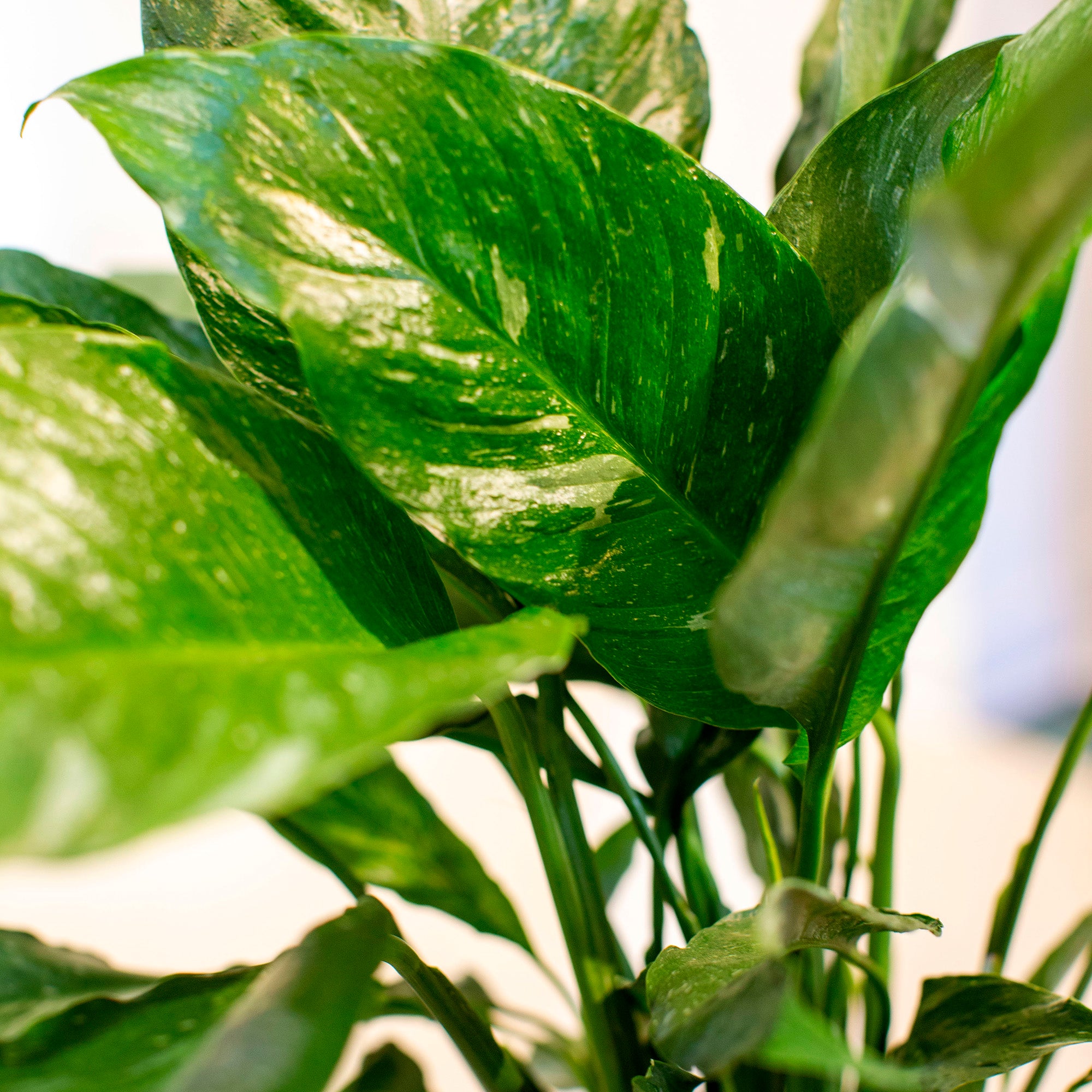 Spathiphyllum 'Domino'