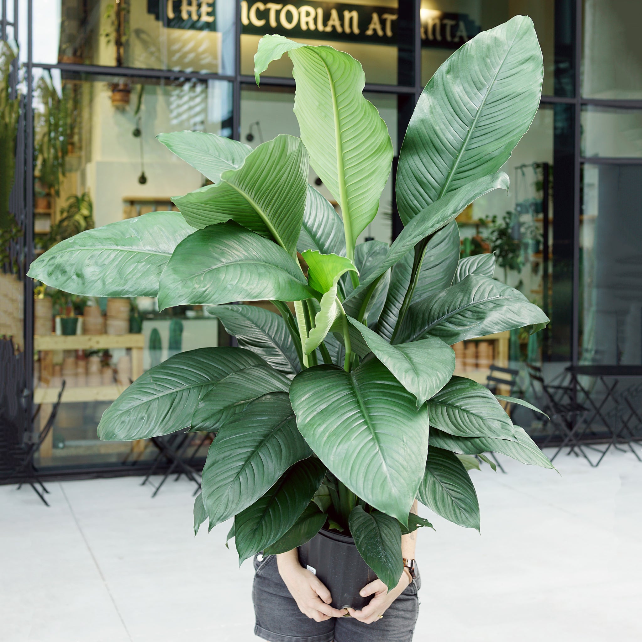 Spathiphyllum 'Sensation'