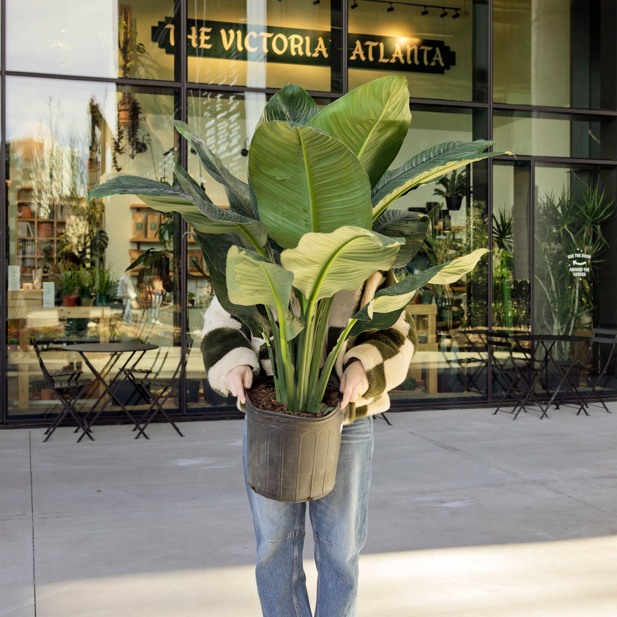 Spathiphyllum 'Sensation'