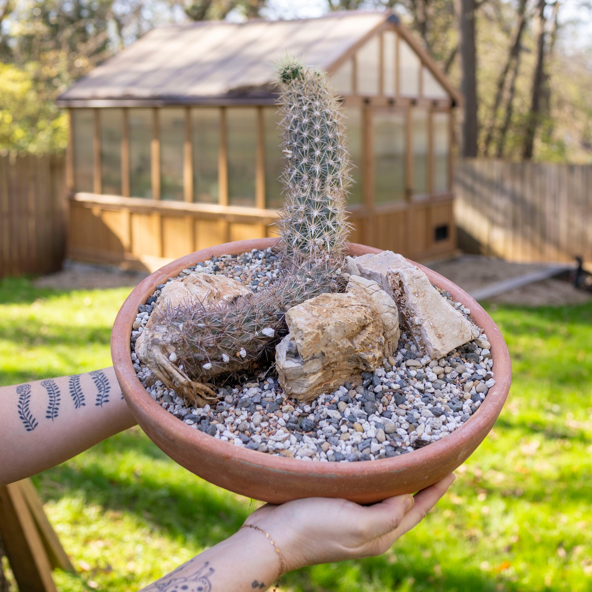 Stenocereus eruca 'Creeping Devil Cactus' – The Victorian Atlanta