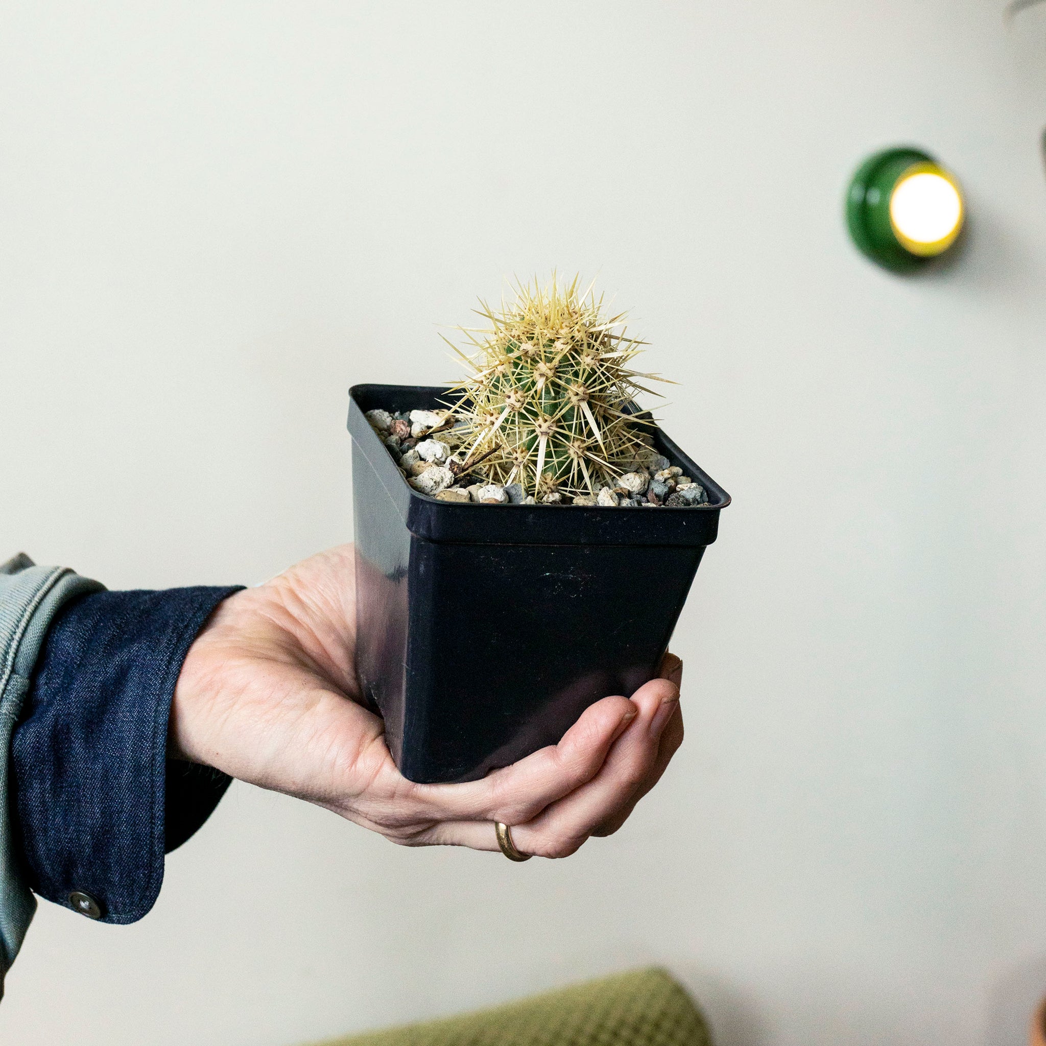 Stenocereus eruca 'Creeping Devil Cactus' – The Victorian Atlanta