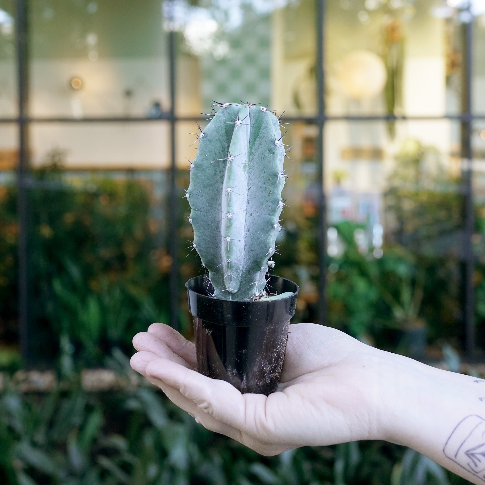 Stenocereus pruinosus (Gray Ghost Organ Pipe)