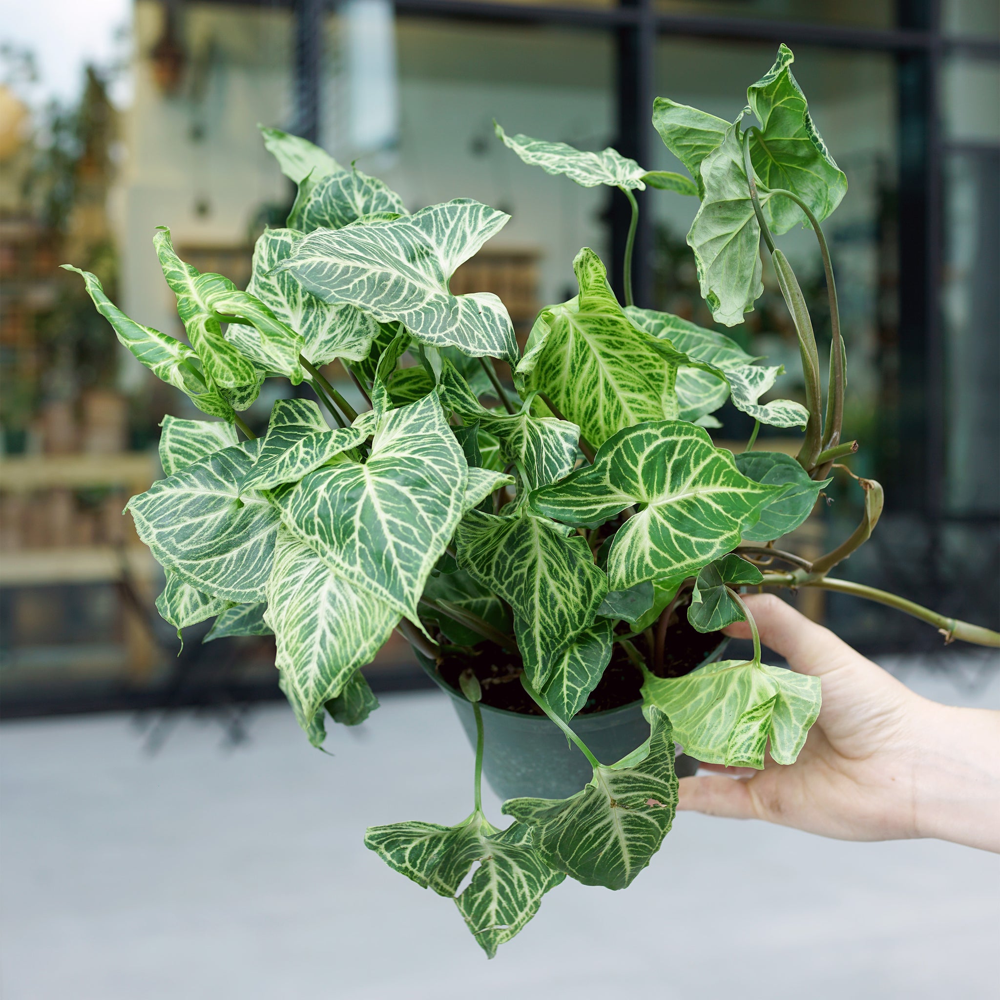 Syngonium podophyllum 'Batik'