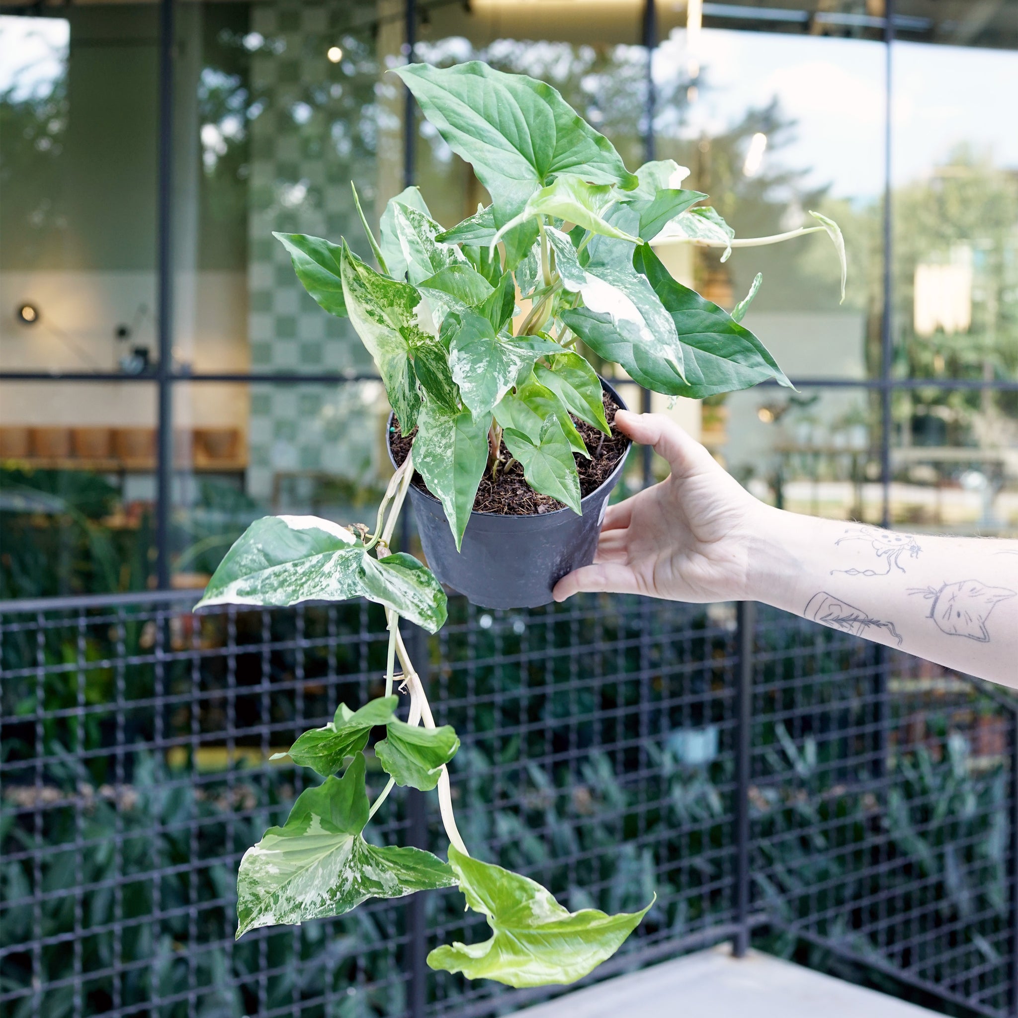 Syngonium podophyllym albo-variegatum