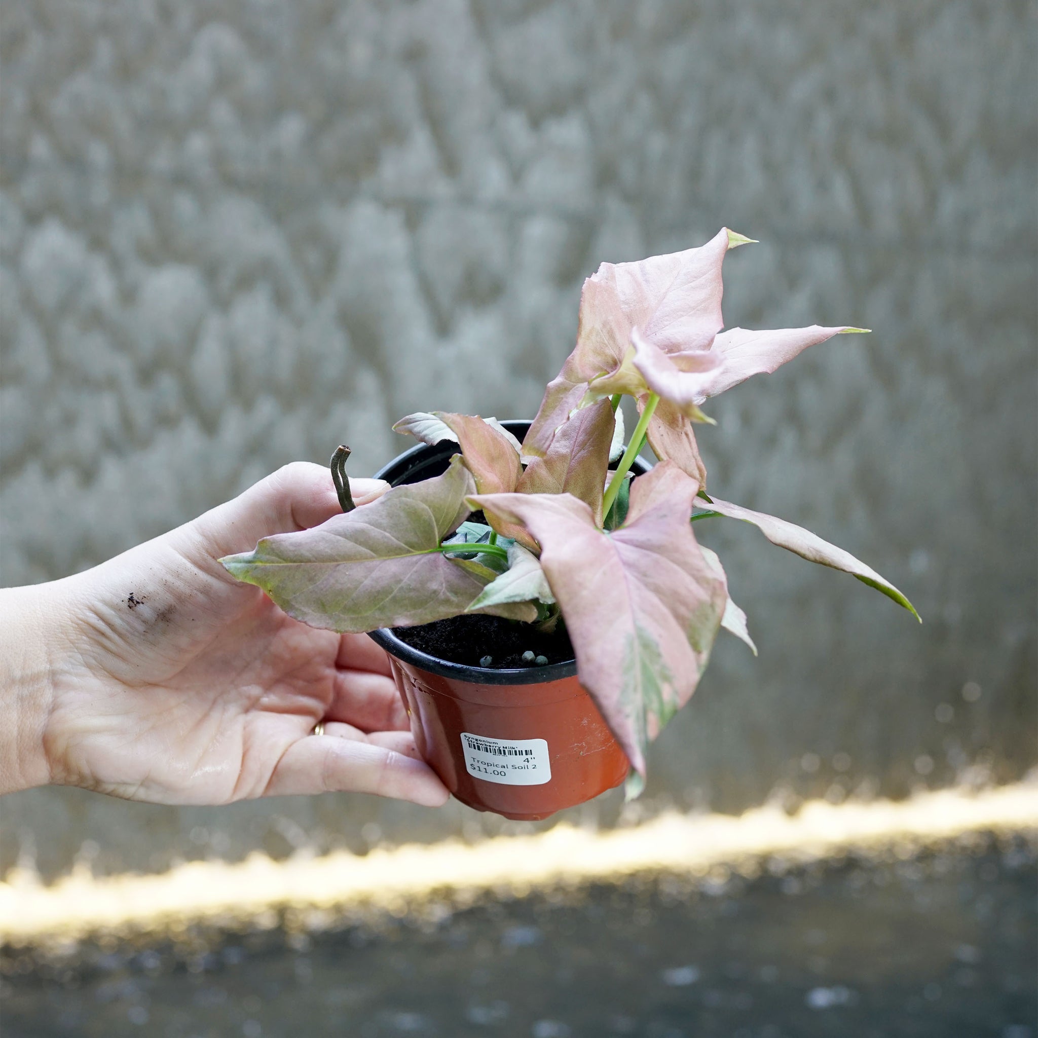 Syngonium 'Strawberry Milk'