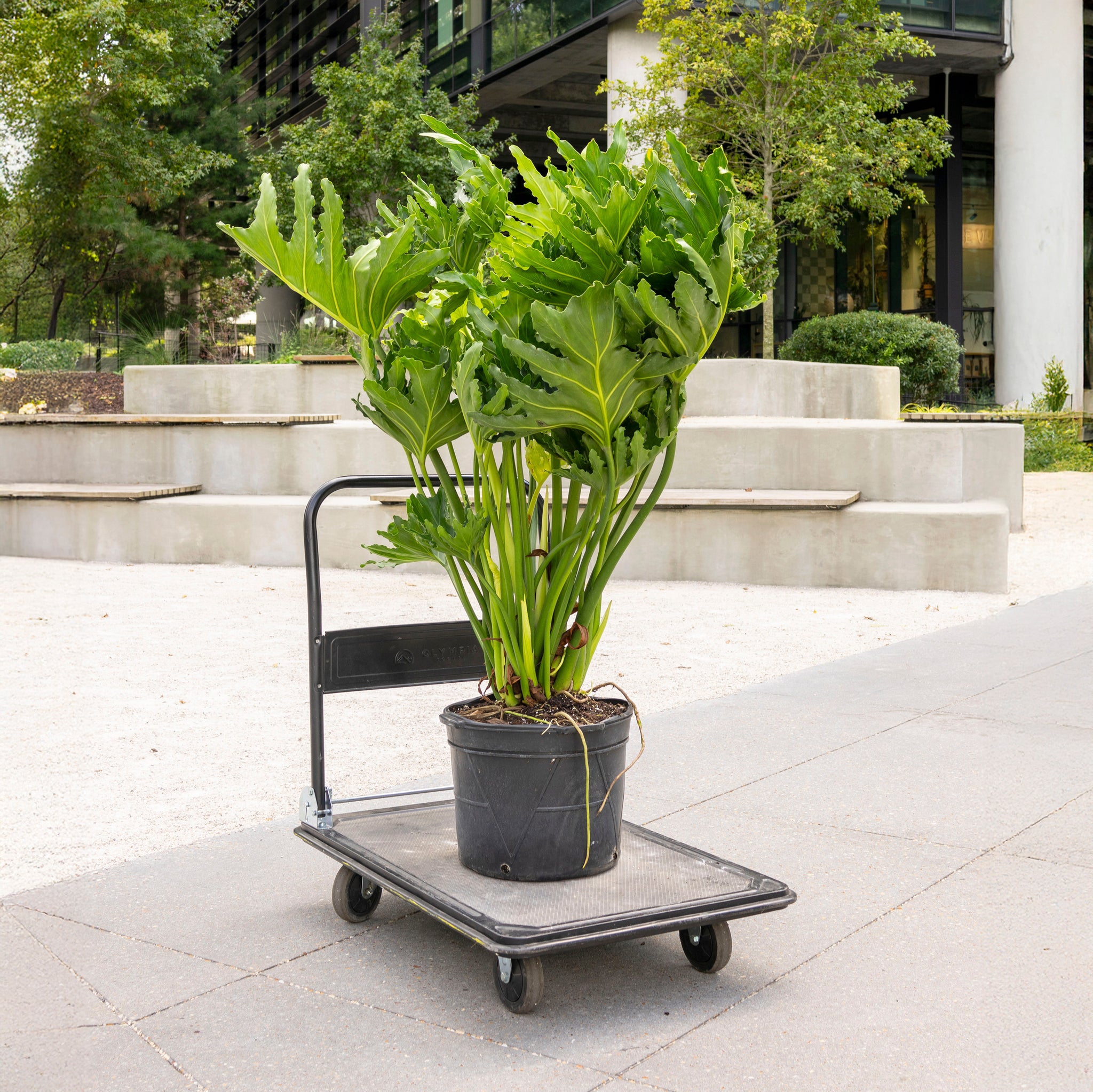 philodendron hope selloum outside Thaumatophyllum bipinnatifidum 'Hope Selloum' – The Victorian Atlanta