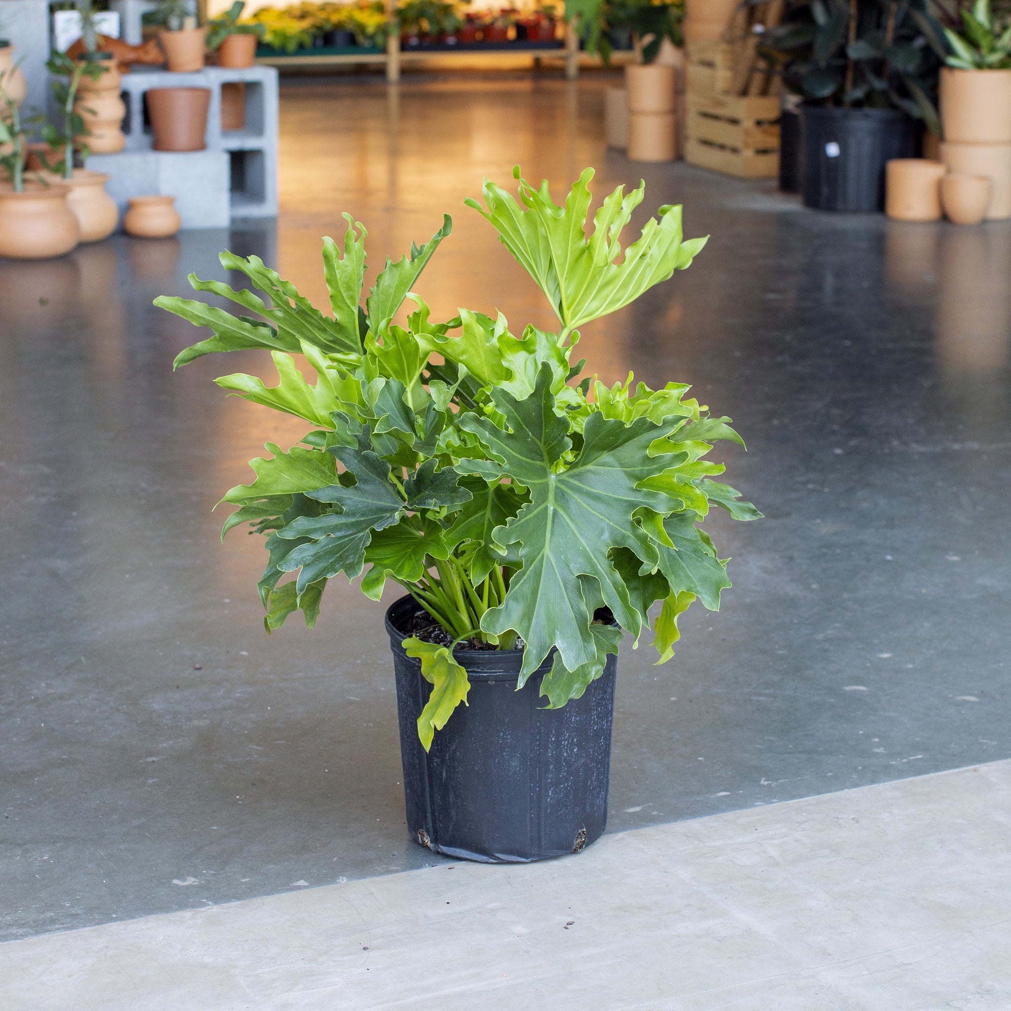 Thaumatophyllum bipinnatifidum 'Hope Selloum'