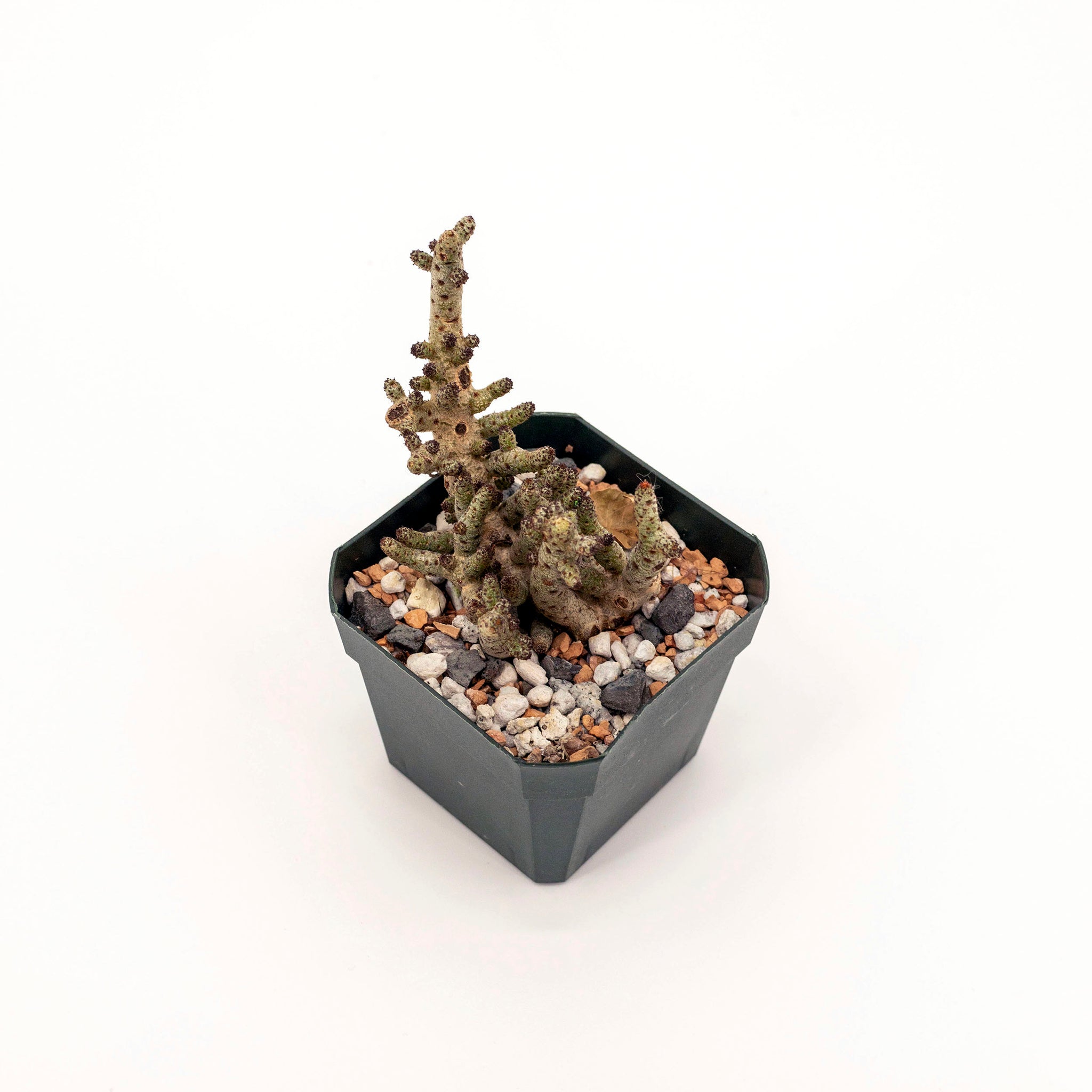 Tylecodon bucholzianus