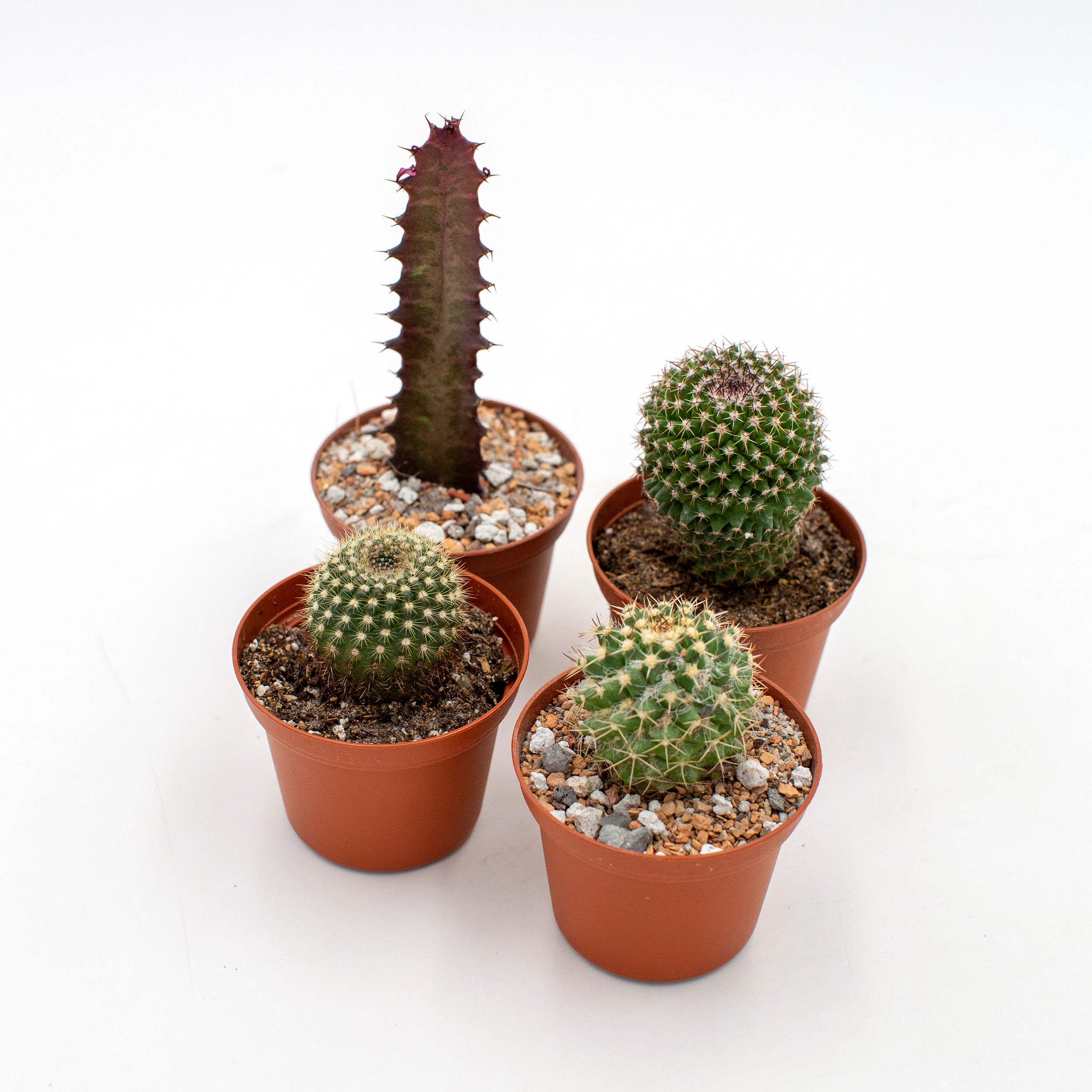 Cactus species variety – The Victorian Atlanta