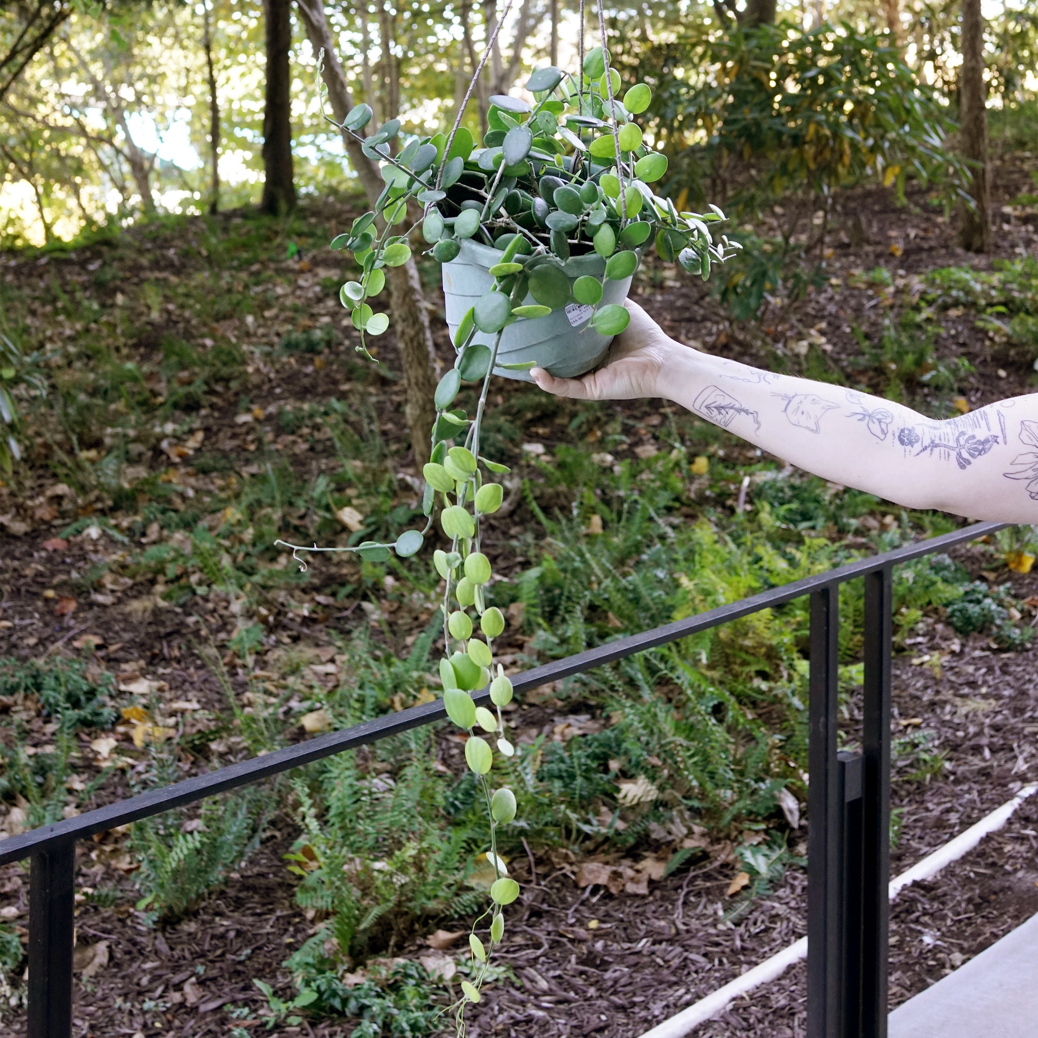 Xerosicyos danguyi (Silver Dollar Vine)