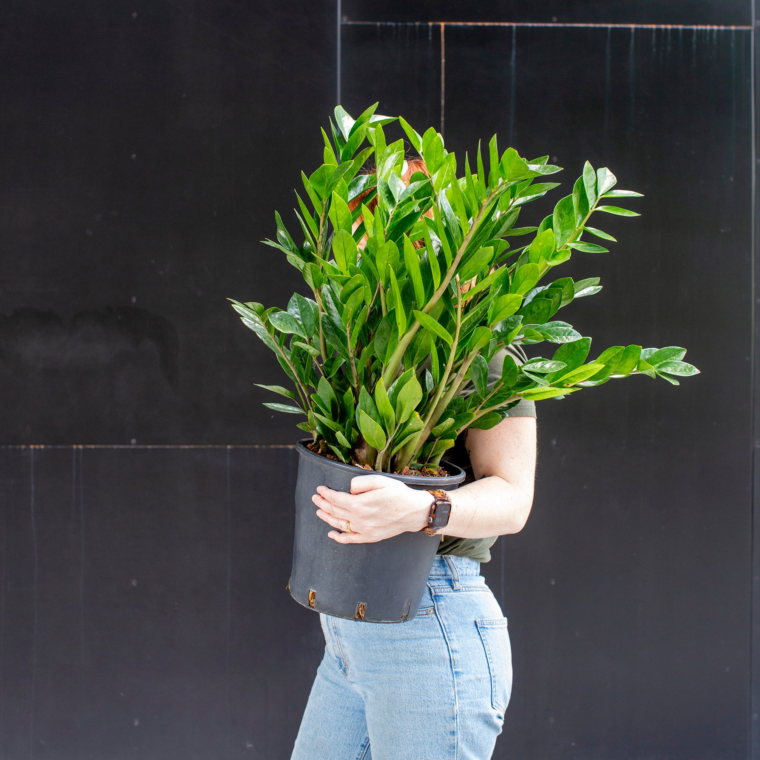 Zamioculcas zamiifolia (ZZ Plant) – The Victorian Atlanta