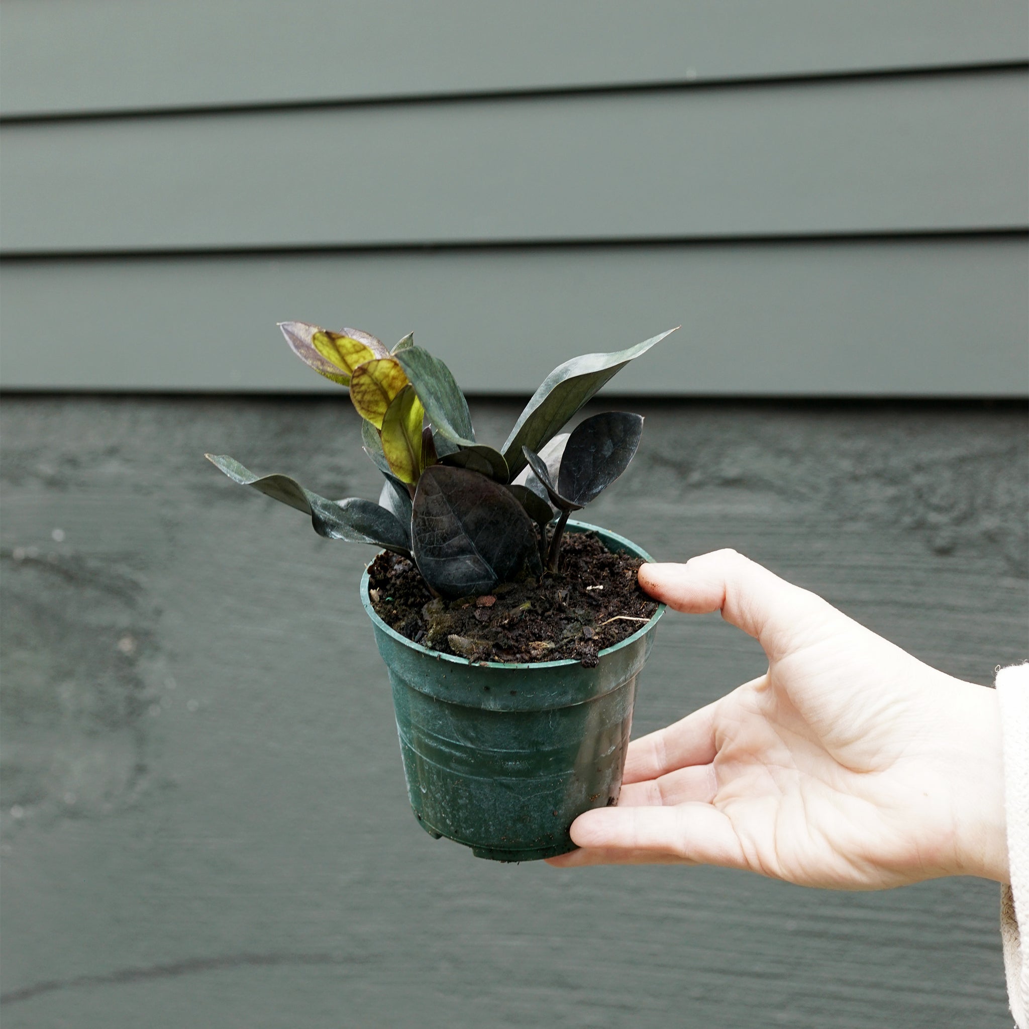 Zamioculcas zamiifolia 'ZZ Oscura'