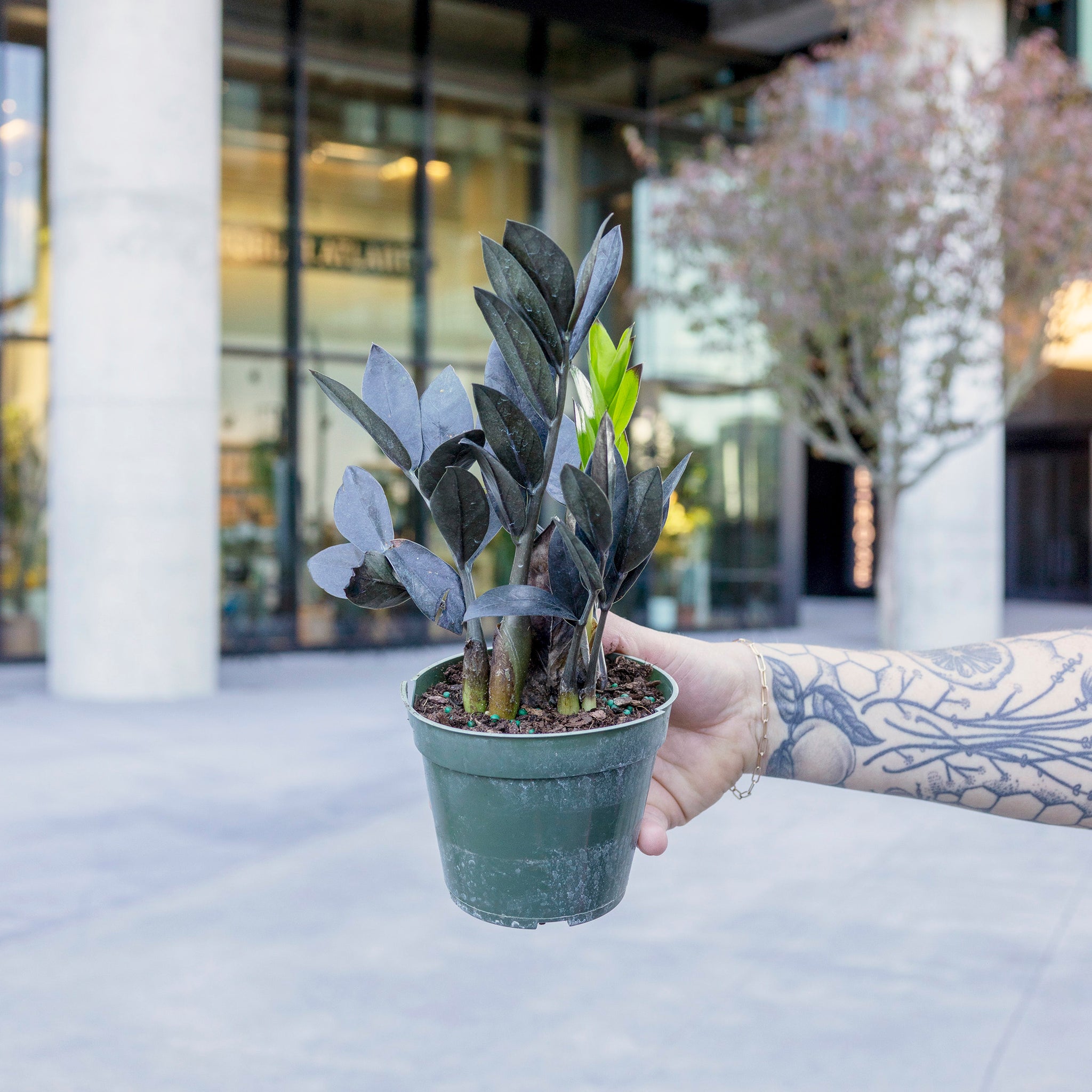 Zamioculcas zamiifolia 'ZZ Oscura'