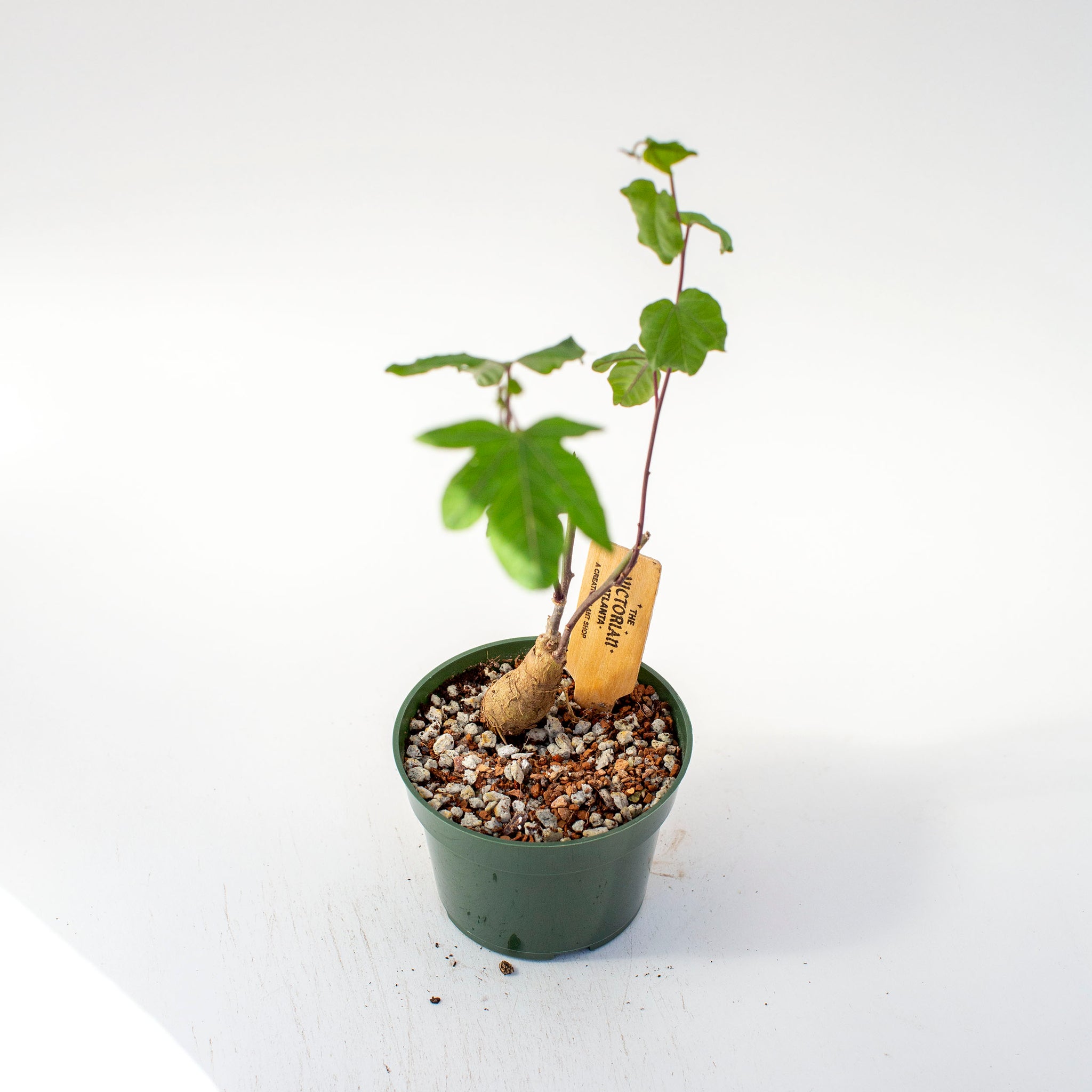 Ipomoea platensis