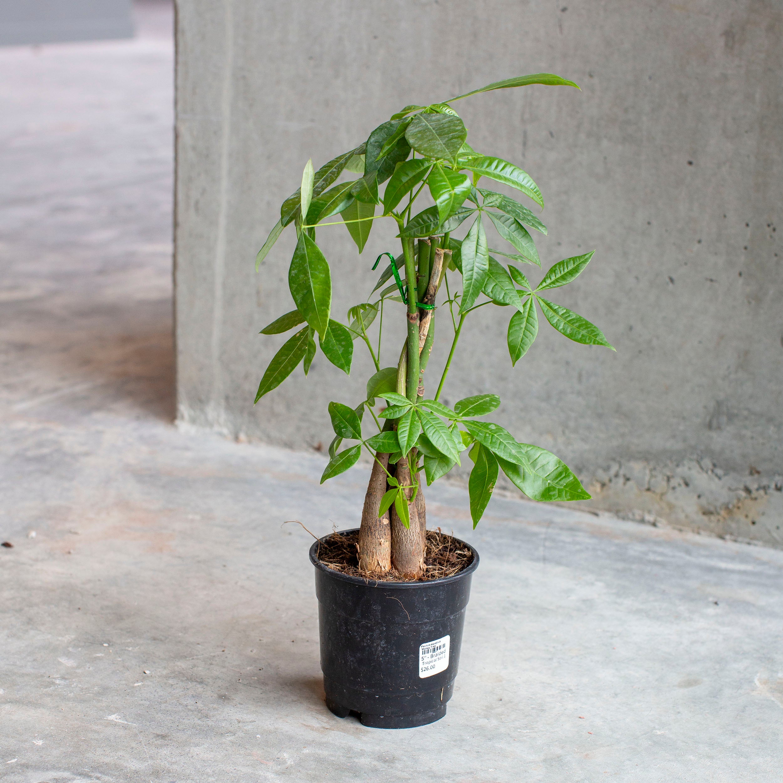 money tree olympia washington Pachira aquatica 'Money Tree'