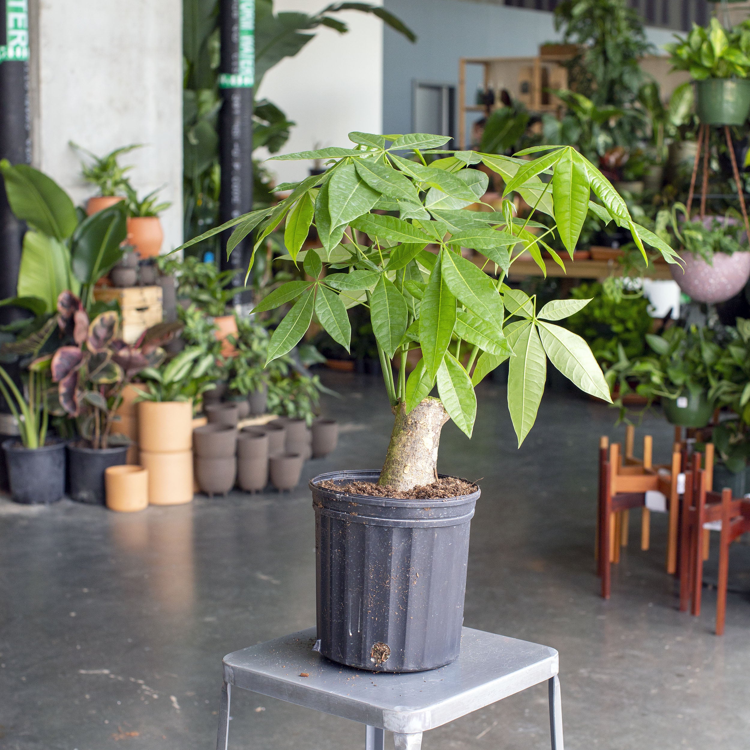 money tree abierto Pachira aquatica 'Money Tree'