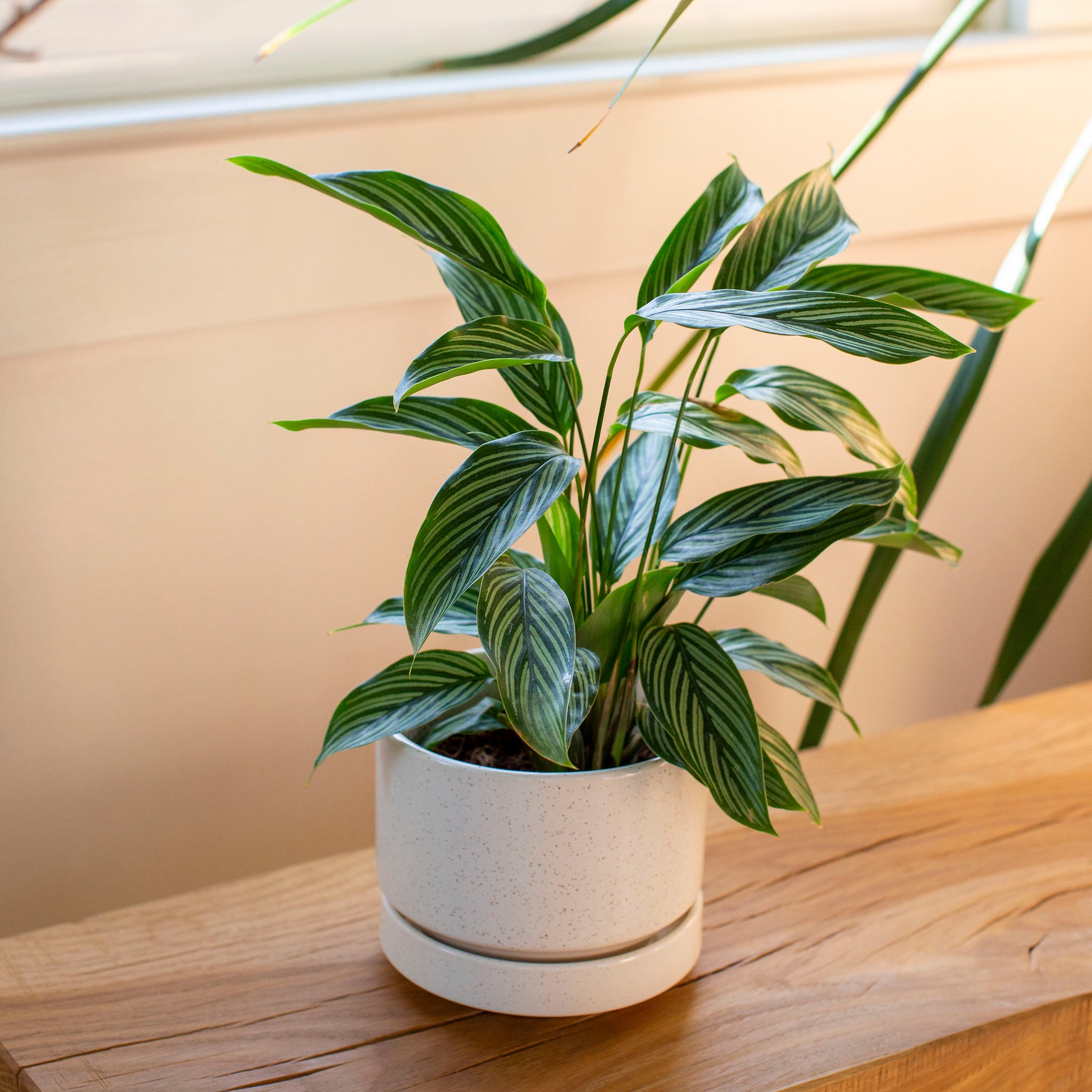 Revival Ceramics - Round Two Planter