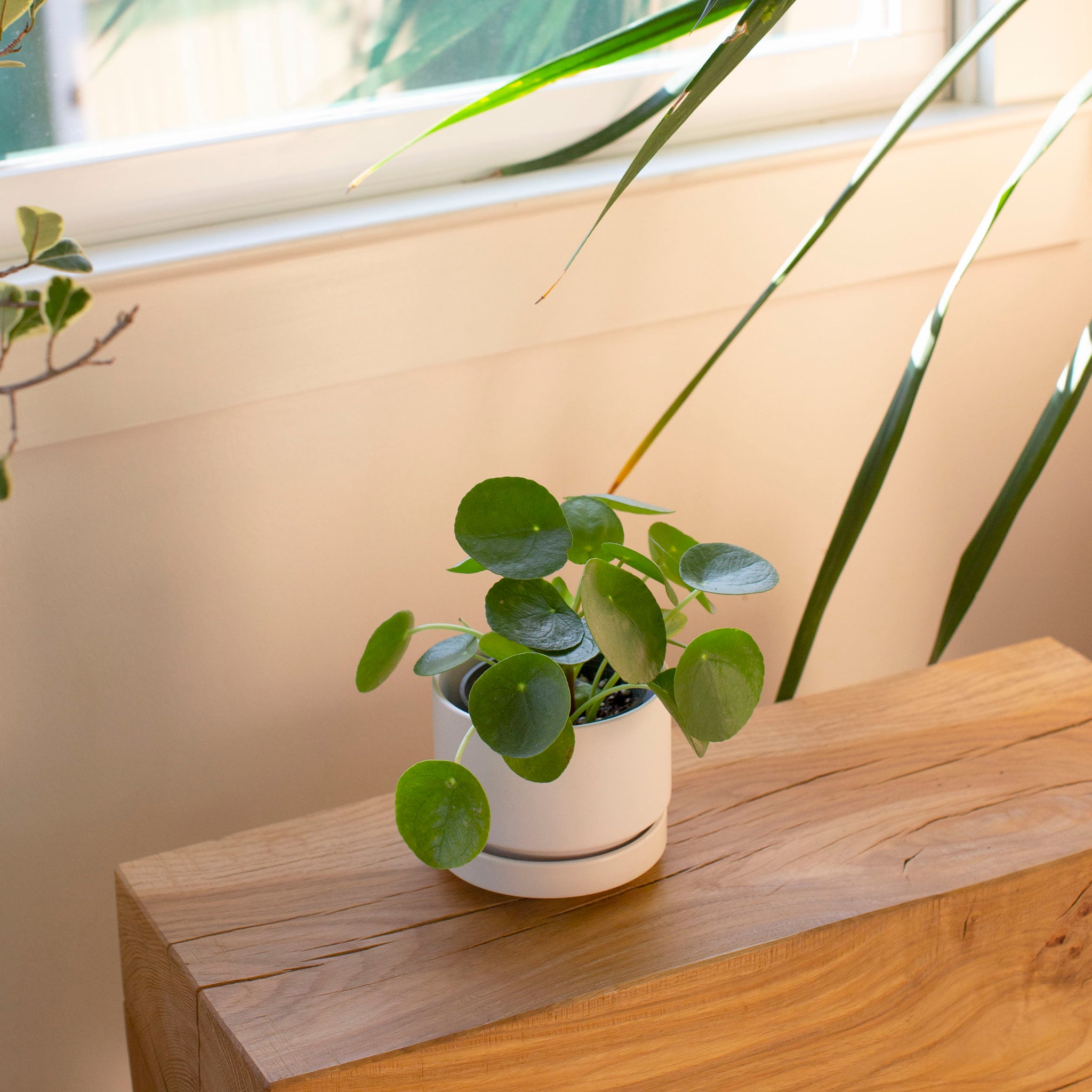 Revival Ceramics - Round Two Planter