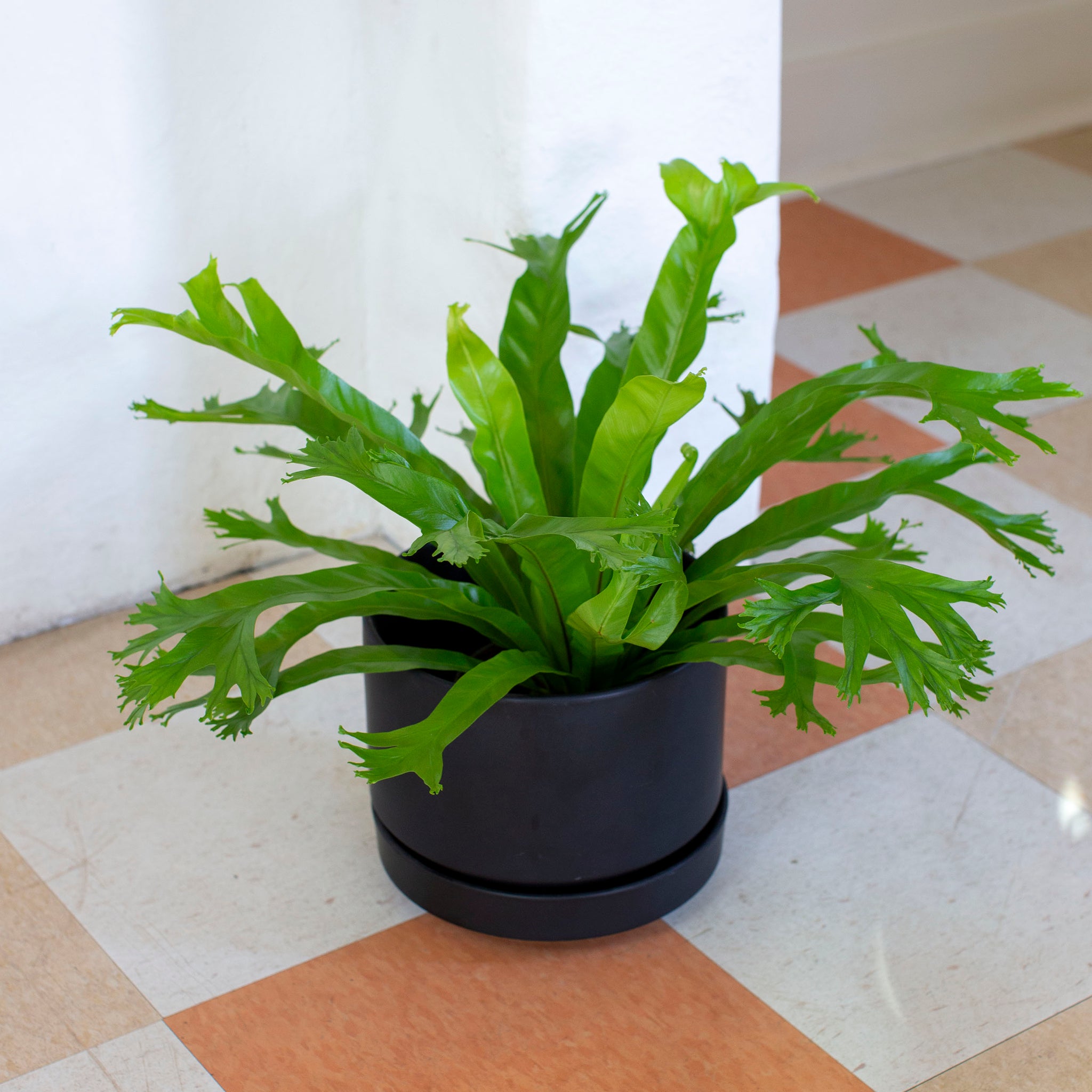 Revival Ceramics - Round Two Planter
