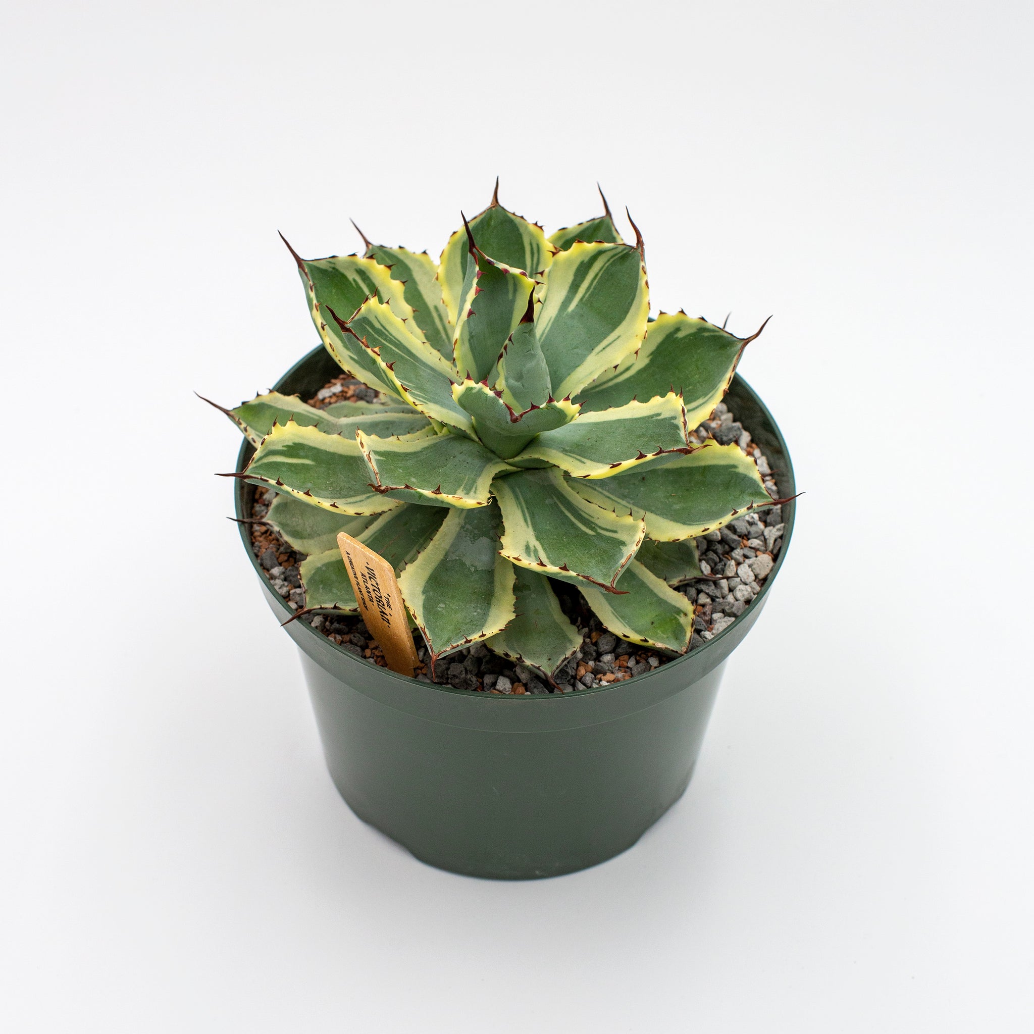 Agave potatorum cv. Kichiokan